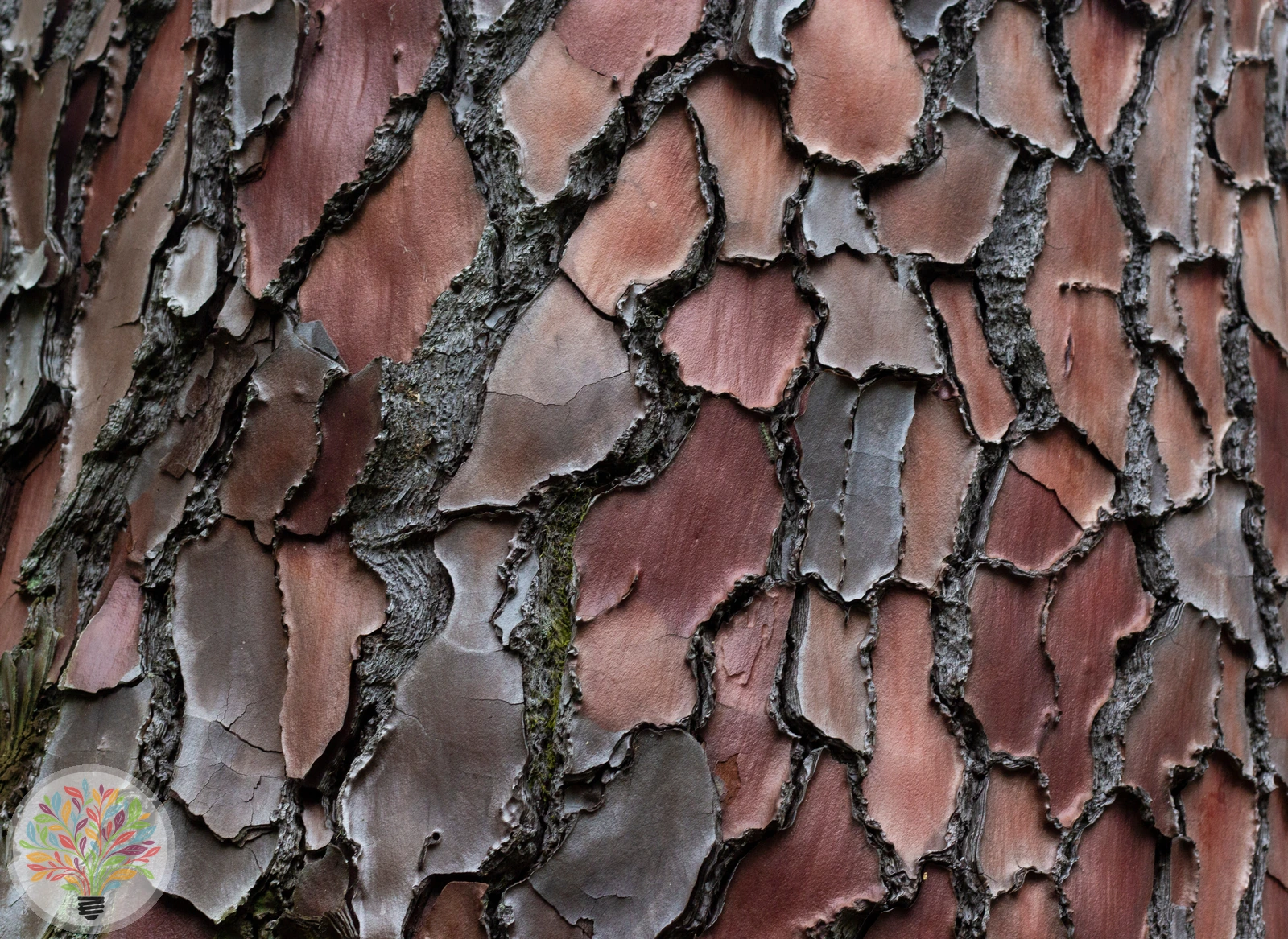 Pinus pinaster – Afbeelding 5 van 5