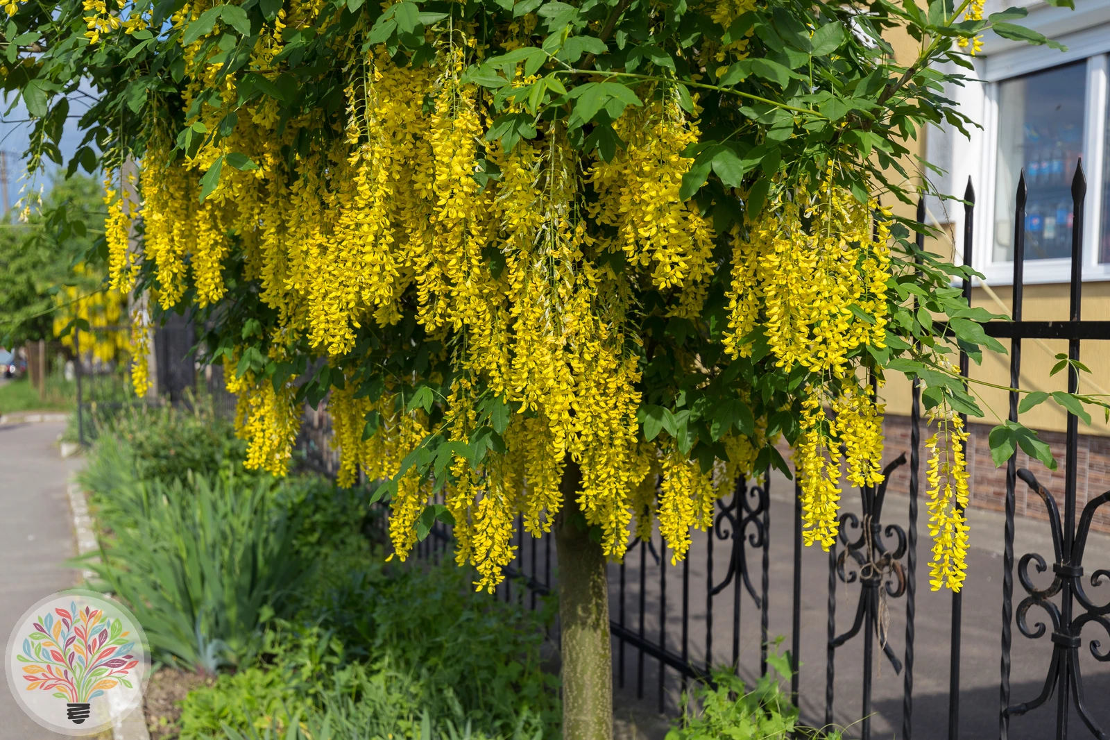 Laburnum anagyroides – Afbeelding 2 van 3