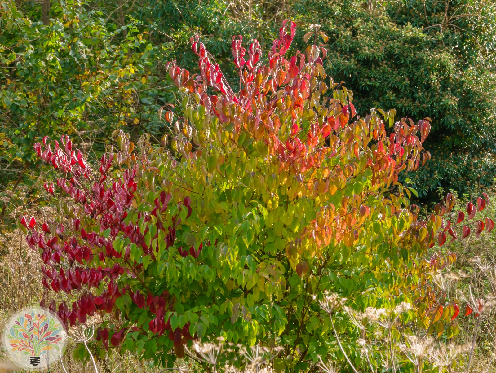 Cornus sanguinea – Bild 4 von 6