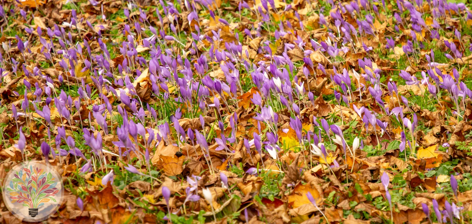 Herbst-Zeitlose – Bild 2 von 2