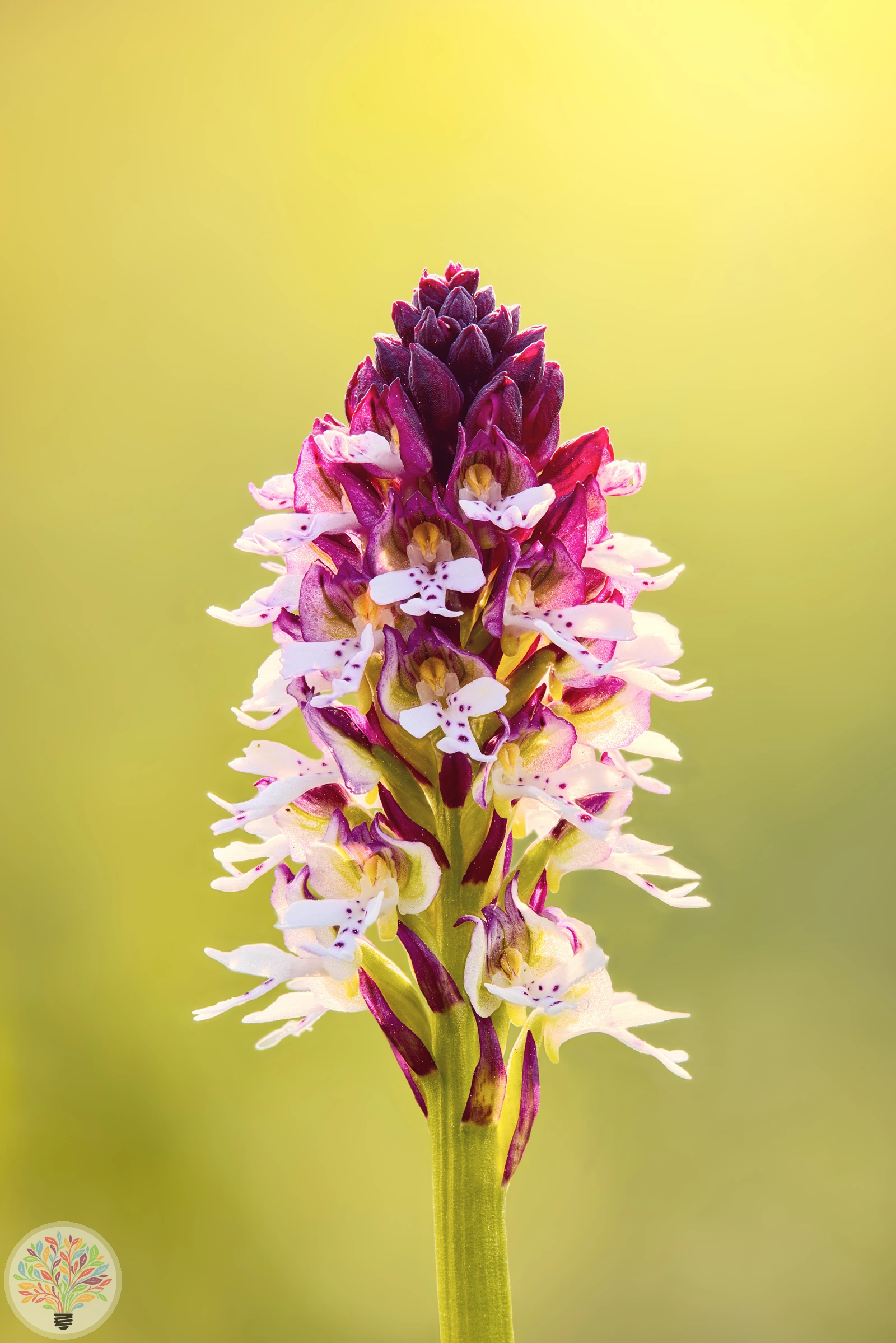 Aangebrande orchis – Afbeelding 2 van 3