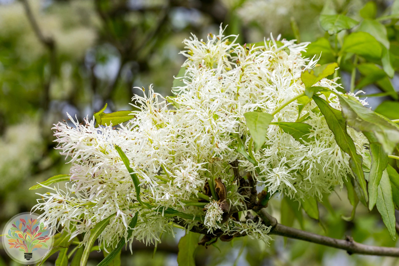 Fraxinus ornus – Afbeelding 2 van 5