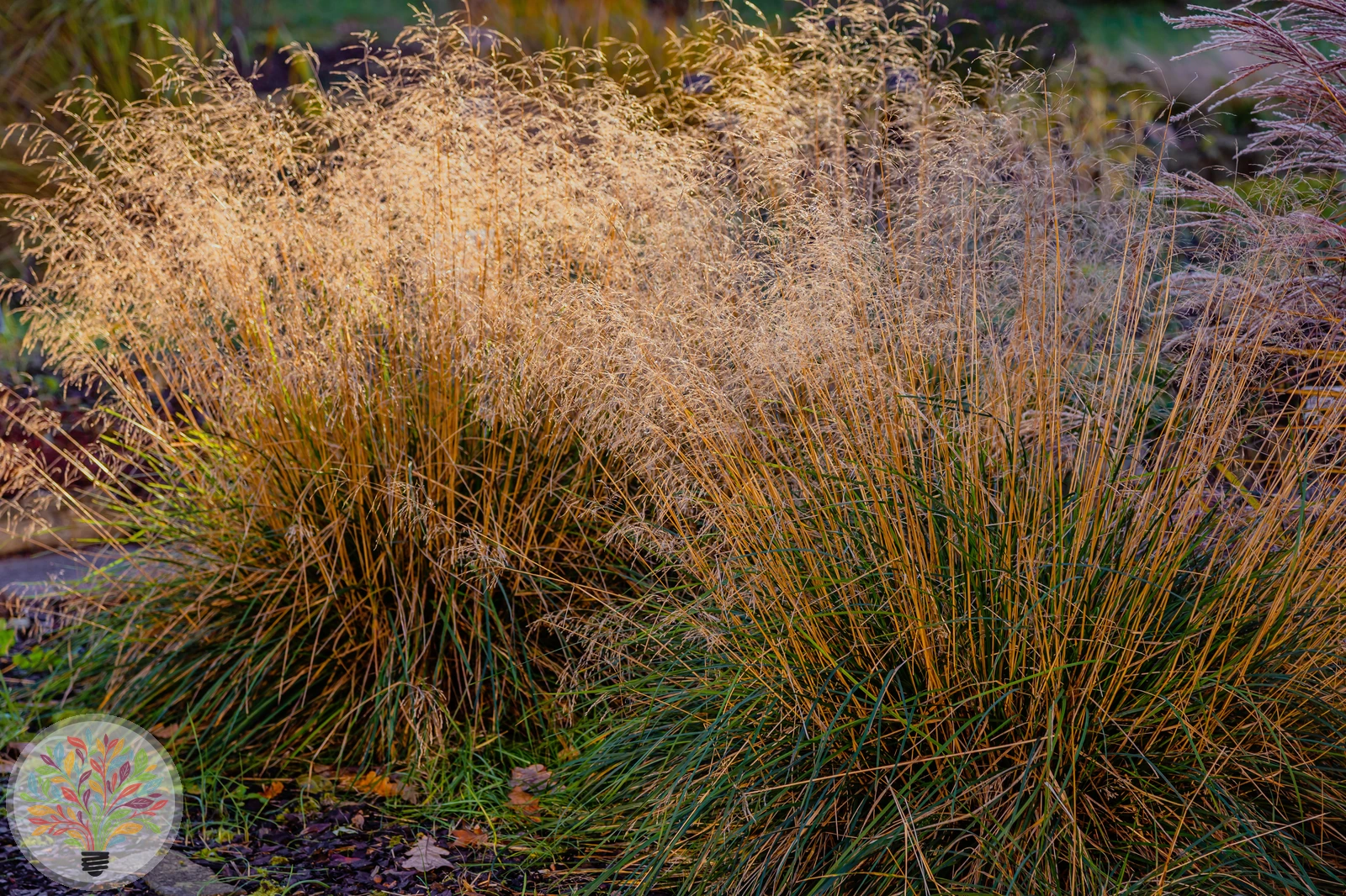 Gewöhnliches Pfeifengras – Bild