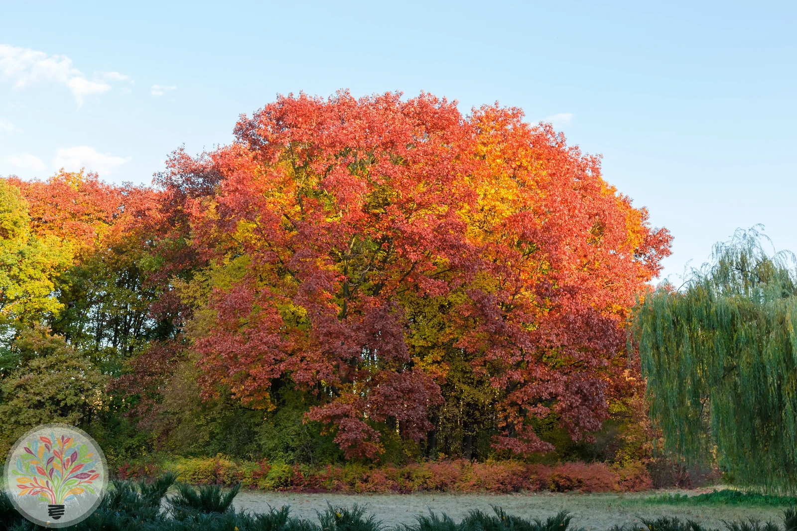 Quercus rubra – Afbeelding 7 van 8