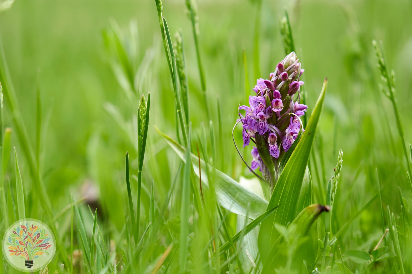 Fleischrotes Knabenkraut – Bild 3 von 3