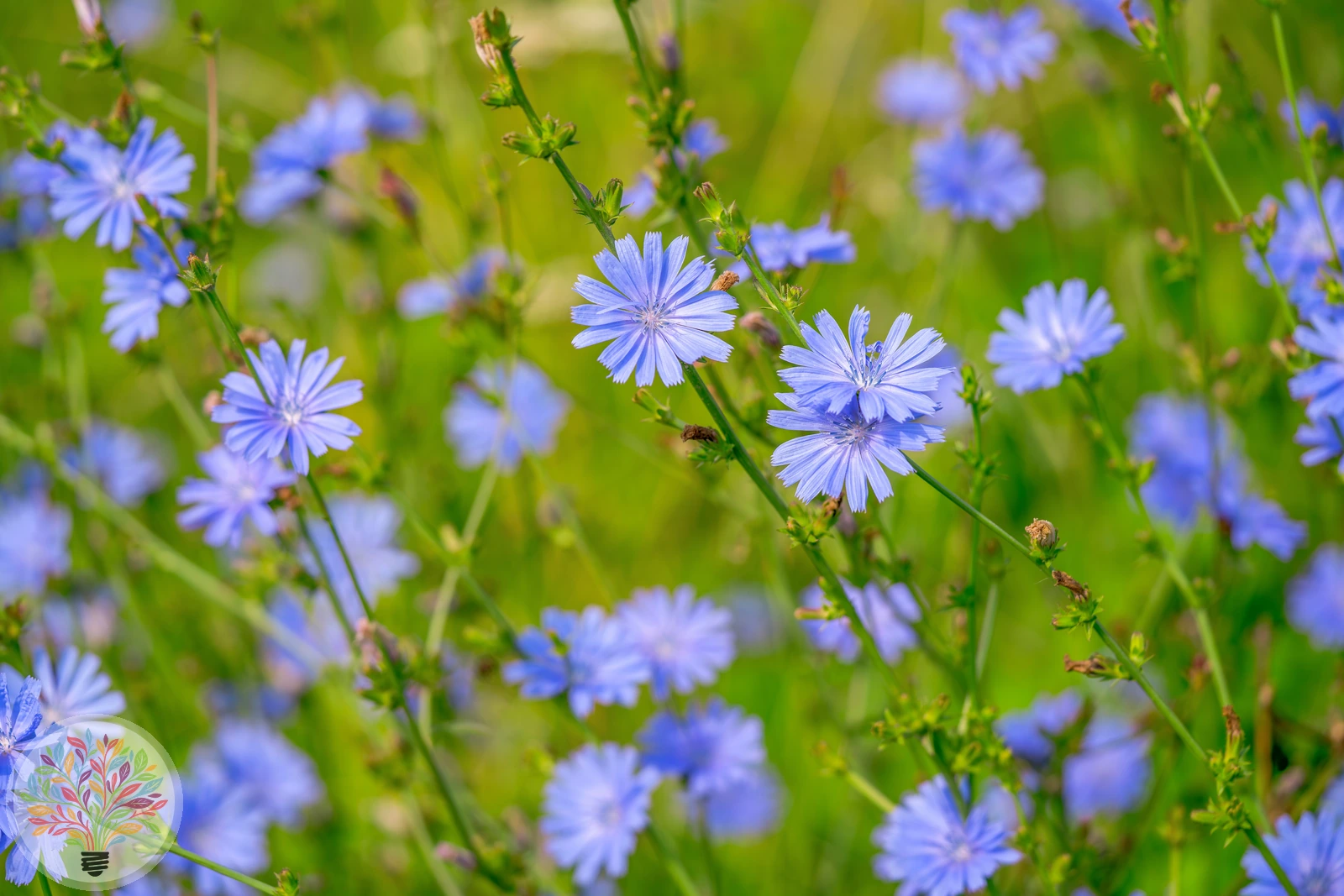 Gewöhnliche Wegwarte – Bild 3 von 3