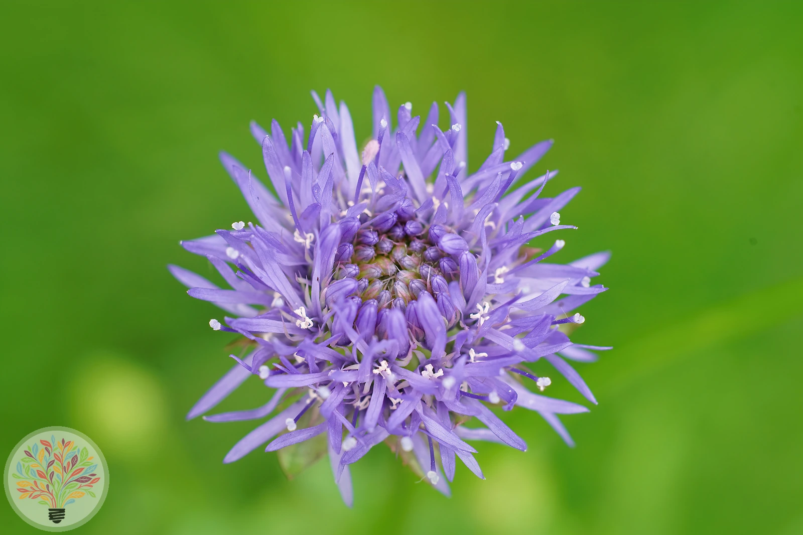 Ausdauernde Jasione – Bild 2 von 2