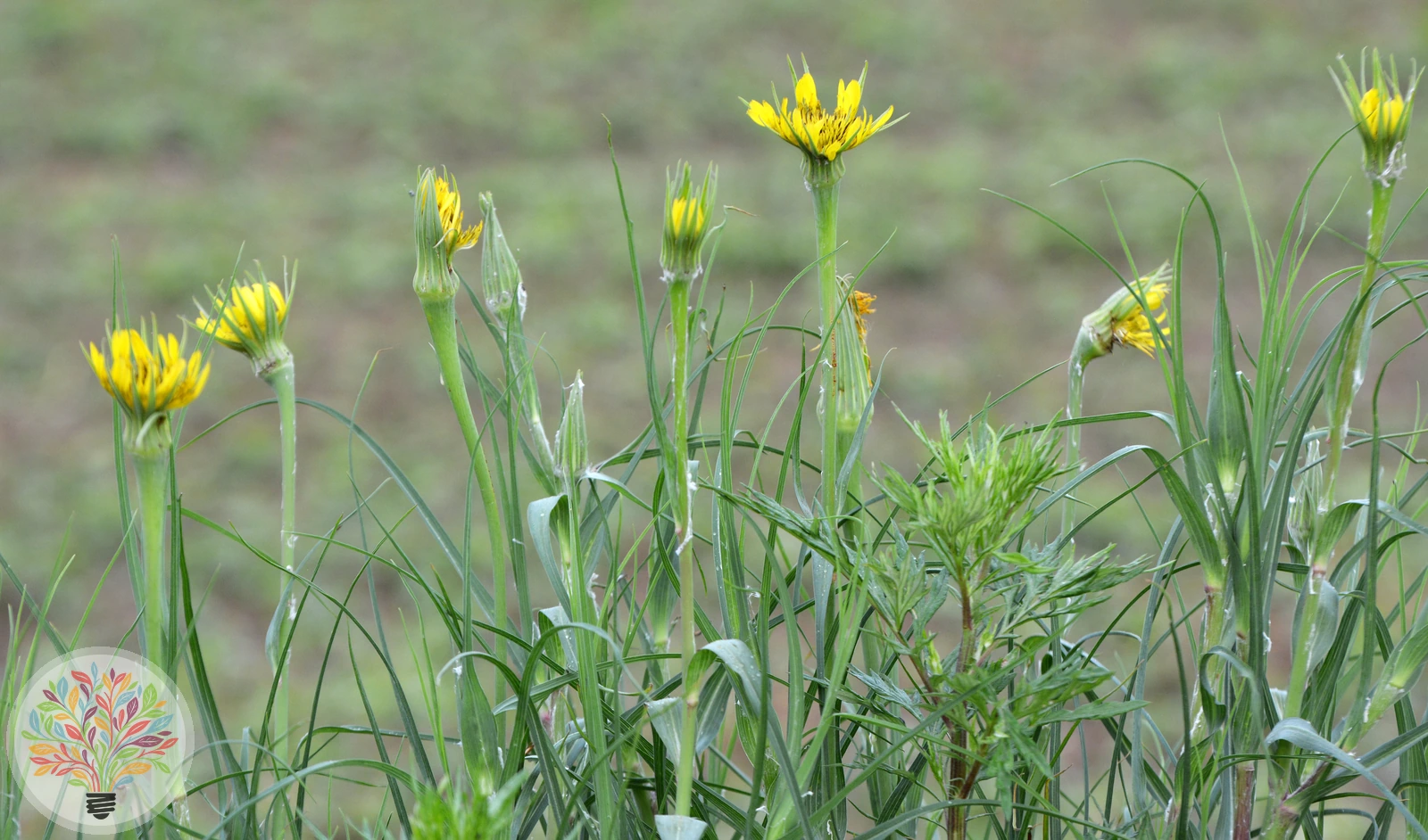 Großer Bocksbart – Bild 2 von 4