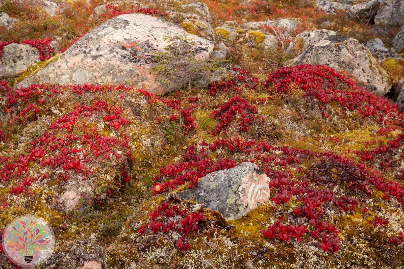 Alpen-Bärentraube – Bild 5 von 6