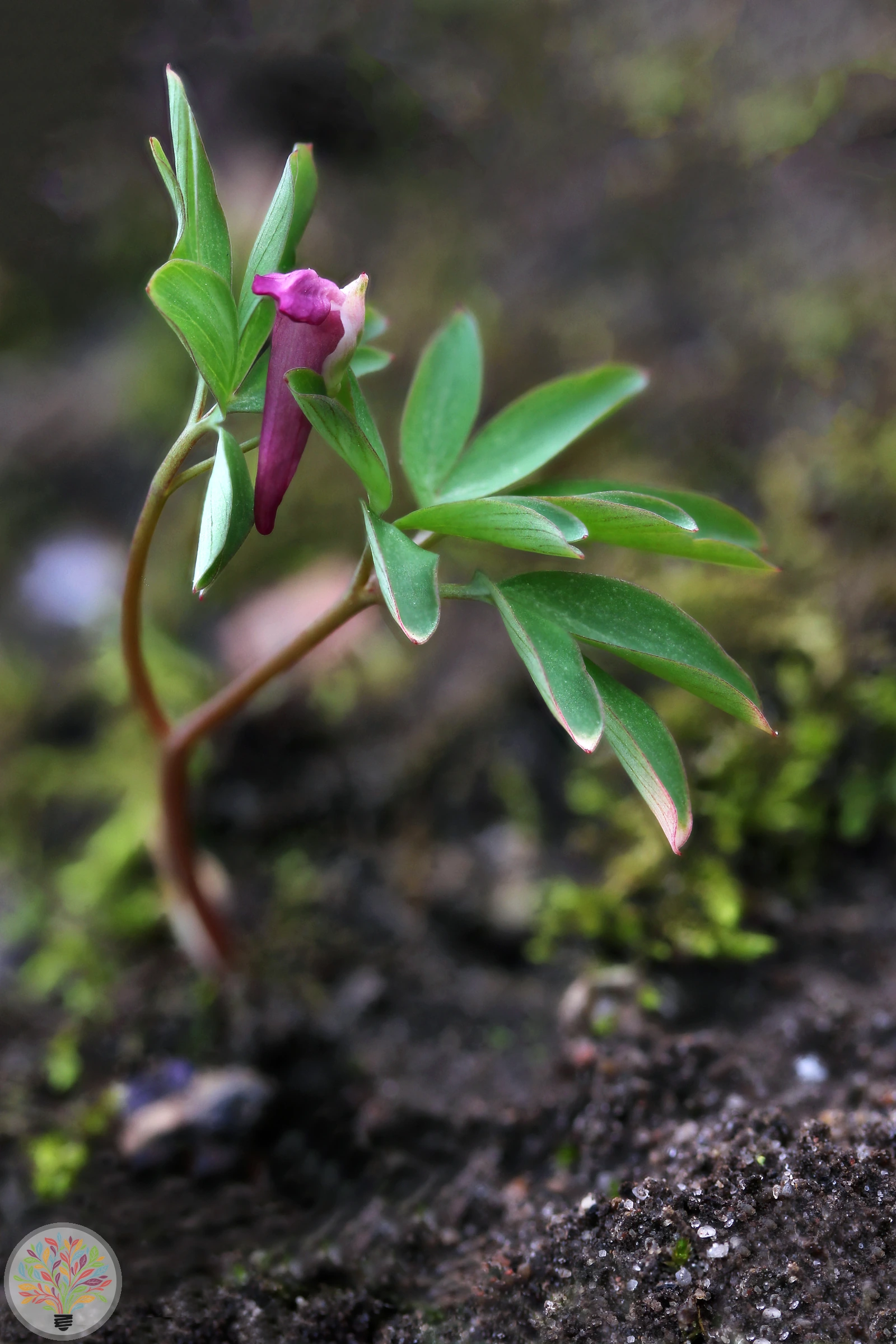 Mittlerer Lerchensporn – Bild 2 von 3
