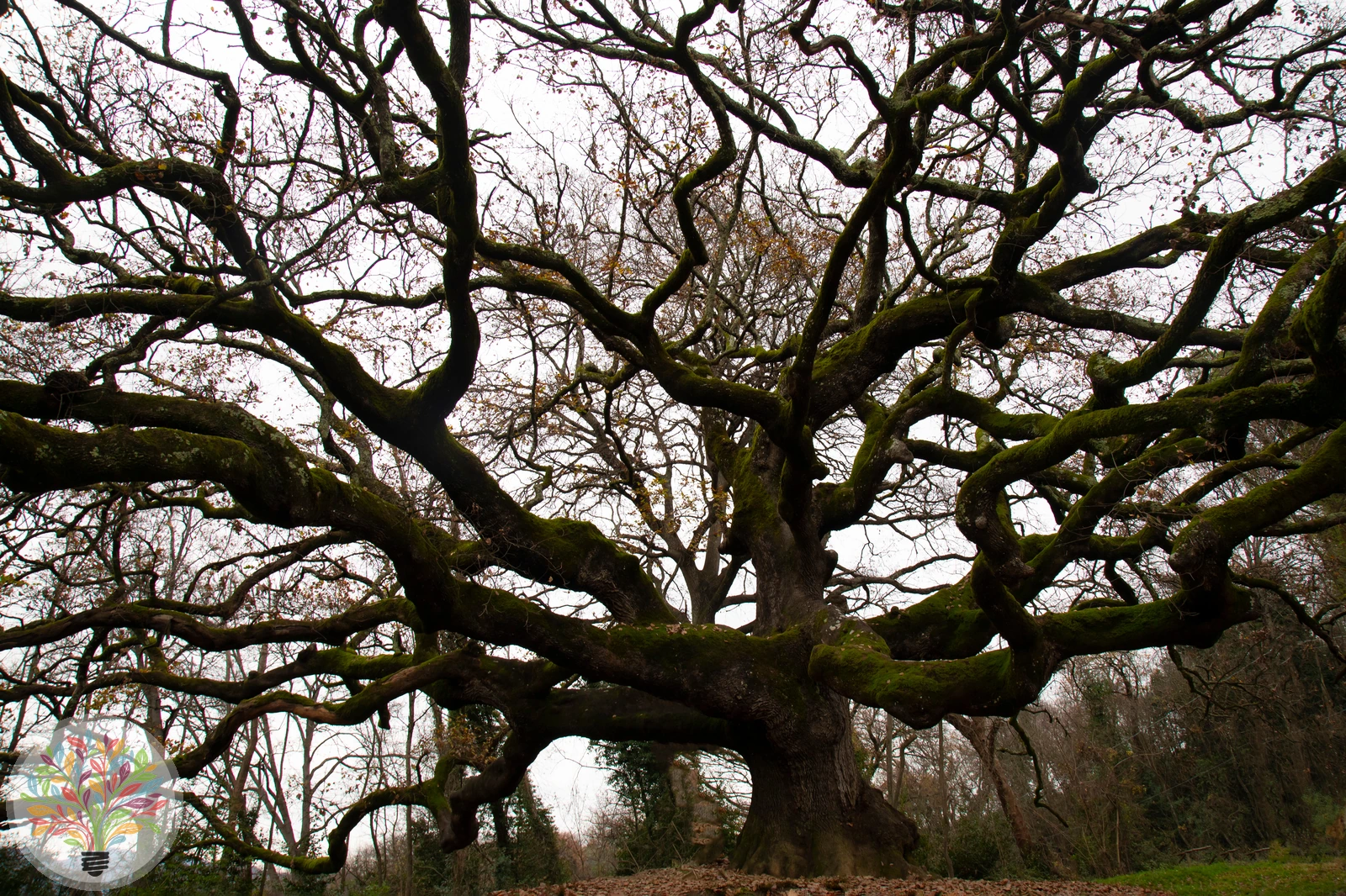 Quercus pubescens – Afbeelding 3 van 6