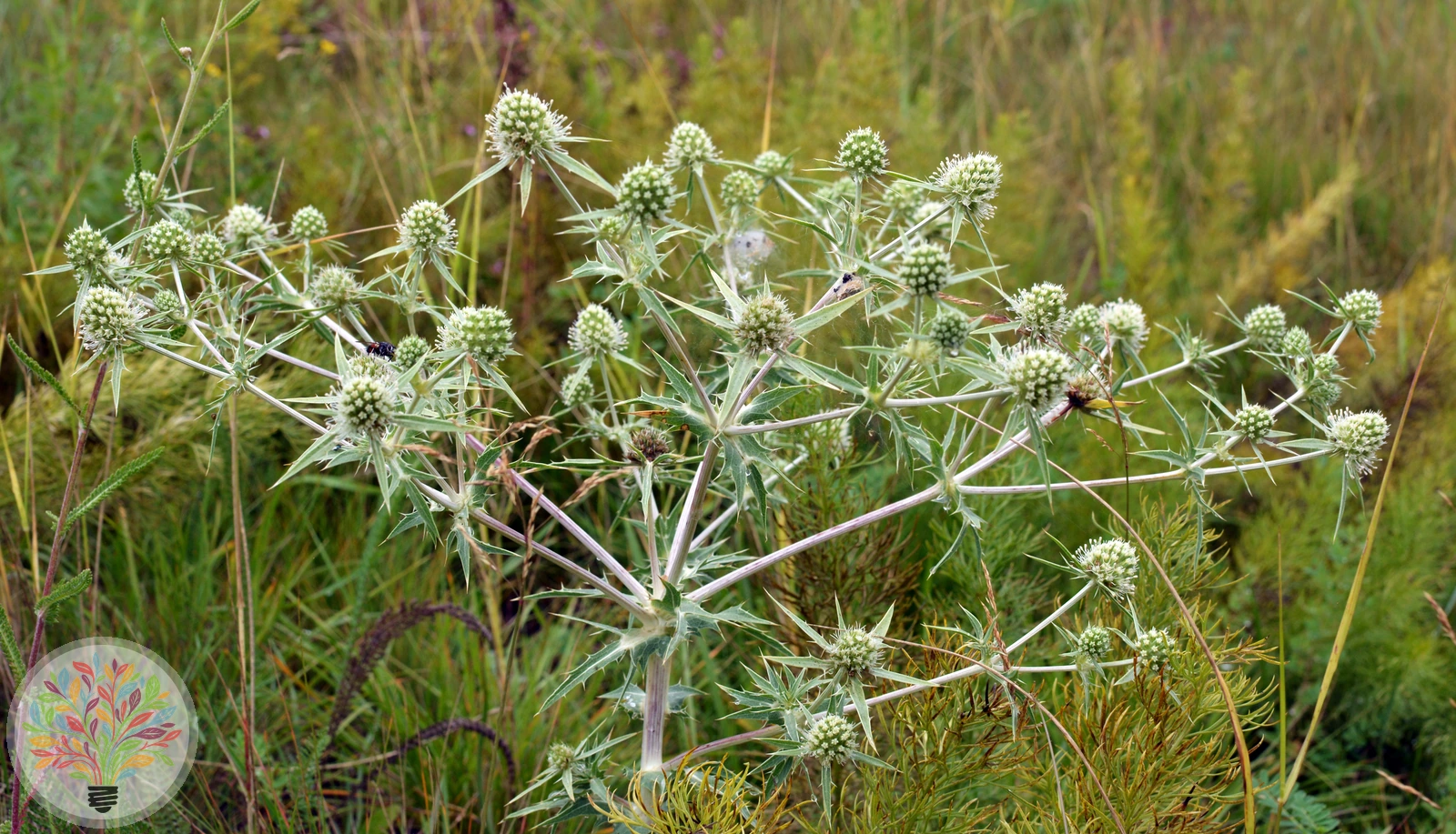 Feld-Mannstreu – Bild