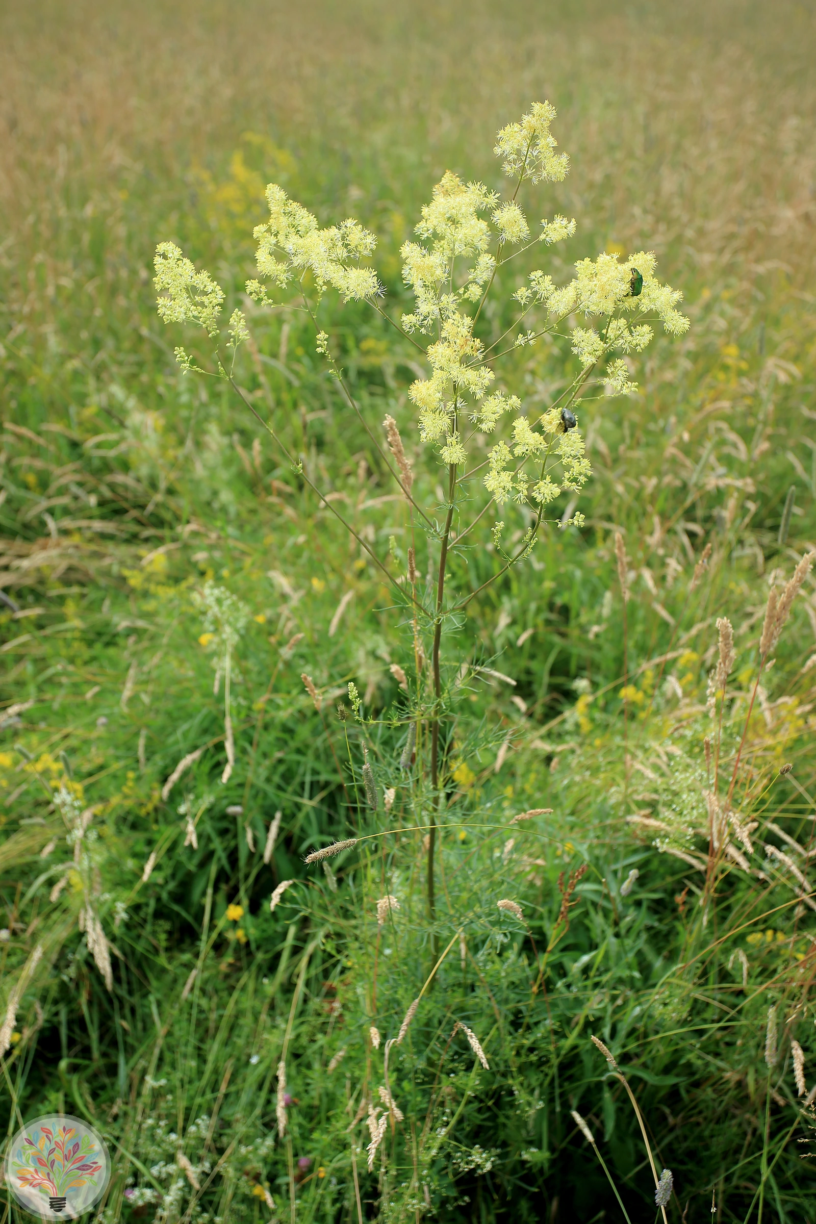 Glanz-Wiesenraute – Bild 2 von 2