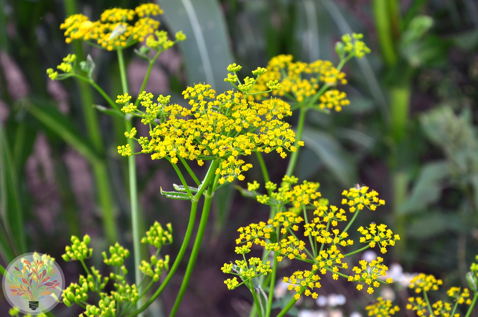 Gewöhnlicher Pastinak – Bild