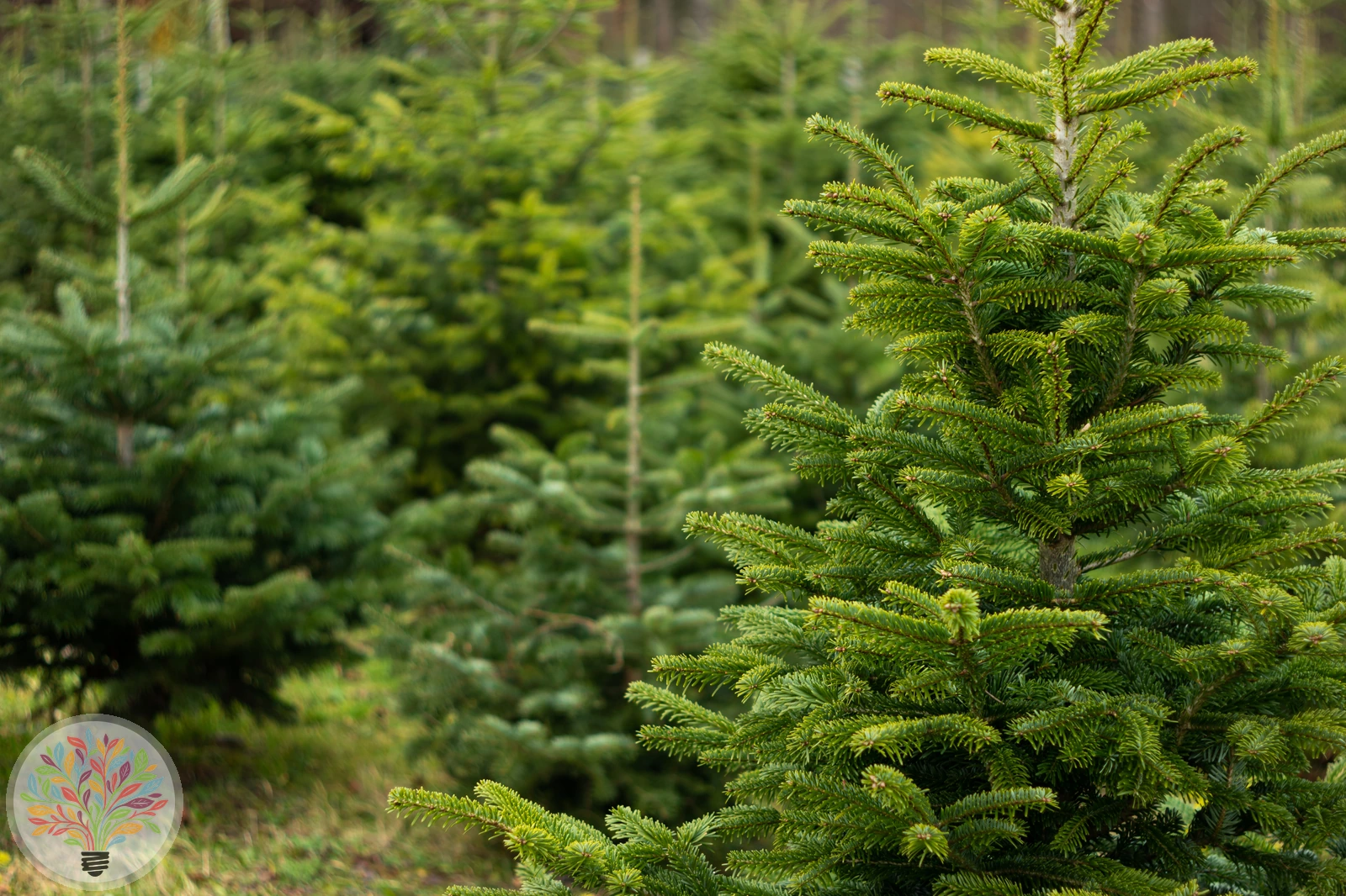 Abies alba – Afbeelding 4 van 4