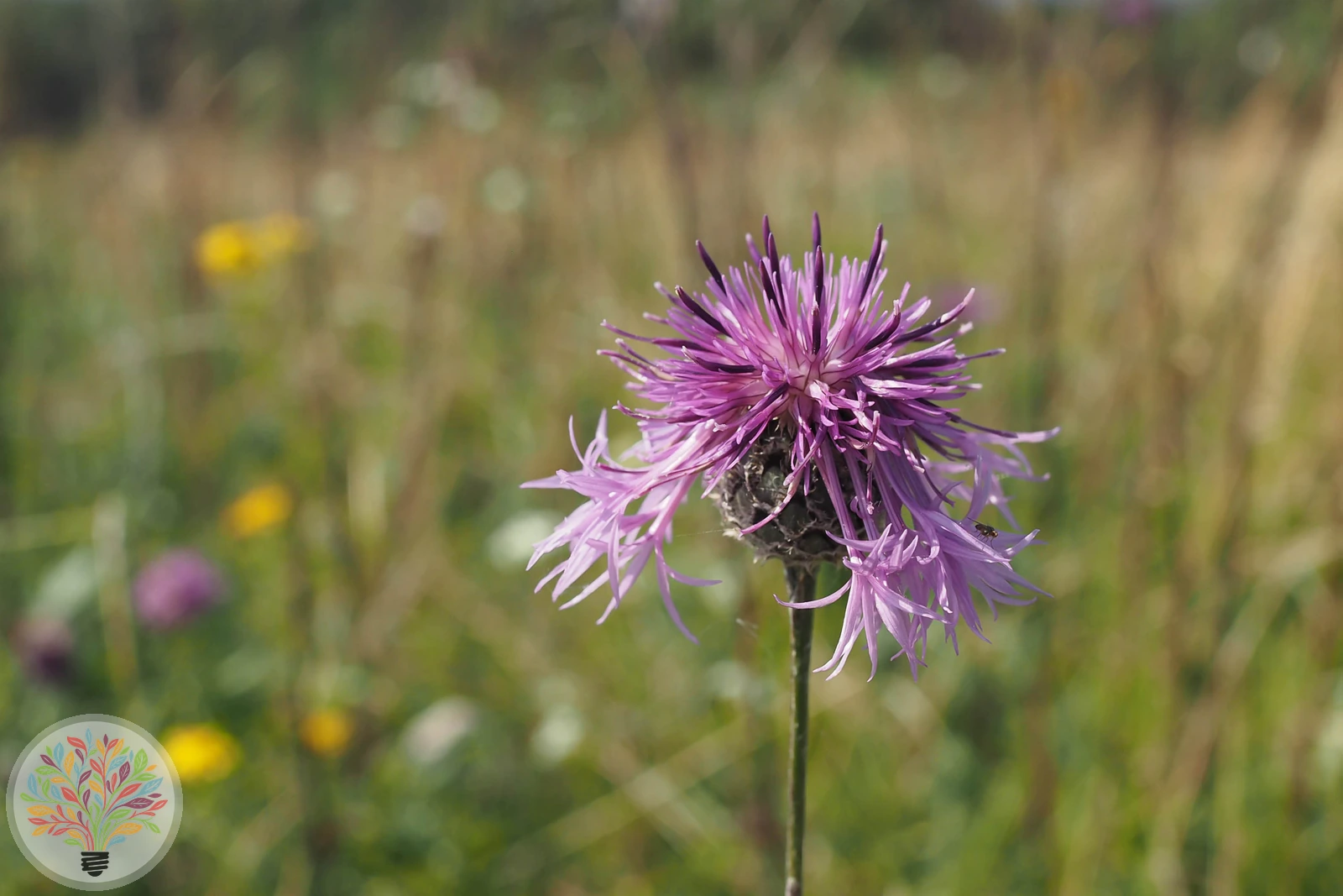 Perücken-Flockenblume – Bild 2 von 2