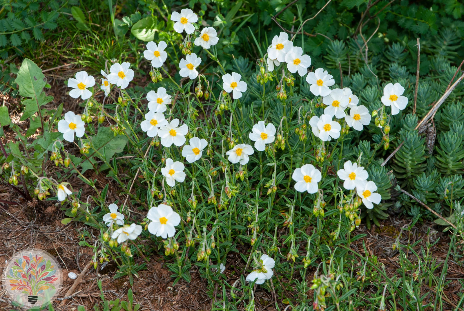Apenninen-Sonnenröschen – Bild 2 von 2