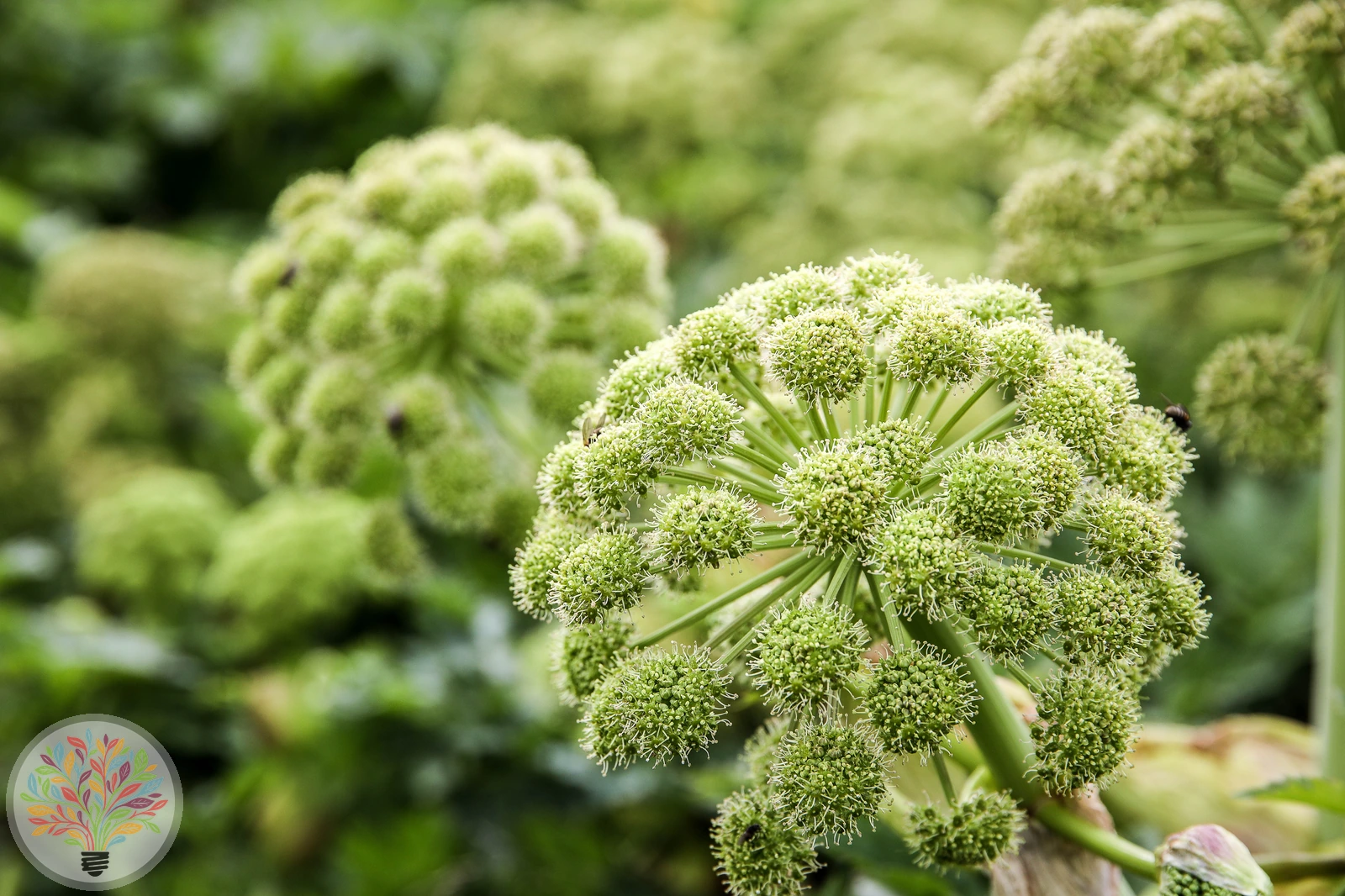Angelica archangelica – image 2 of 4
