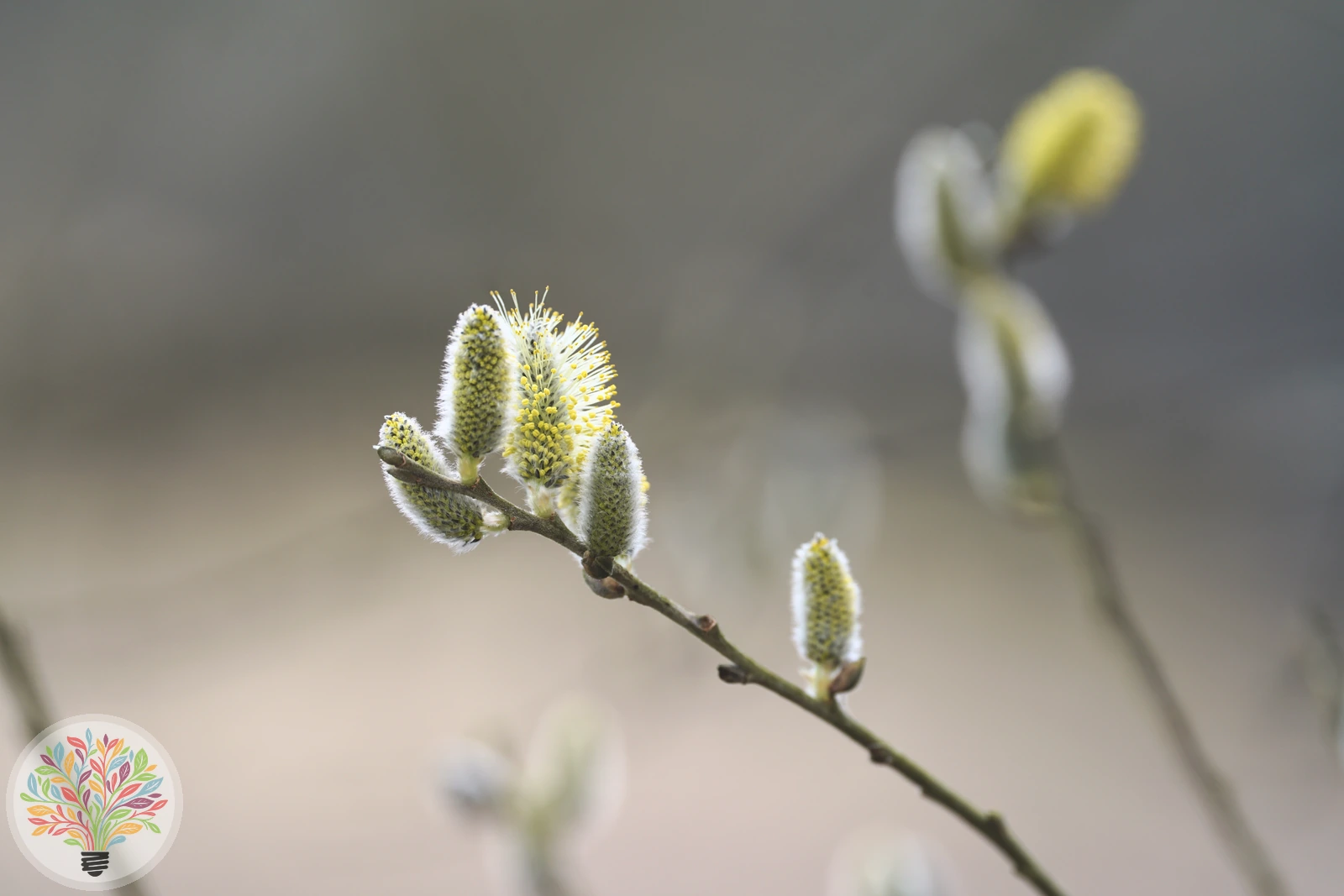 Salix fragilis – image 4 of 4
