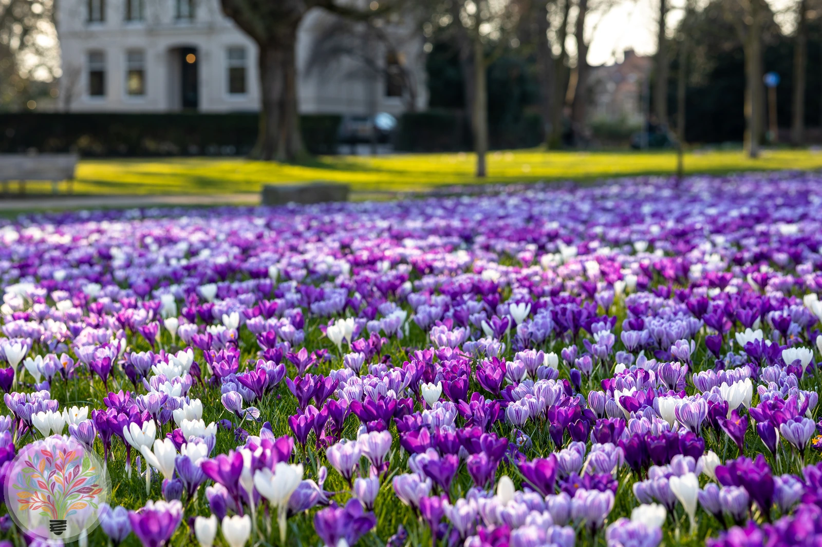 Crocus vernus – Afbeelding 3 van 4