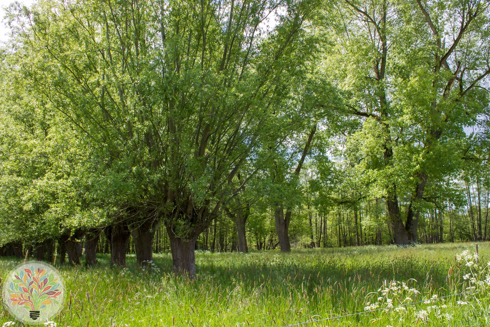 Sal-Weide – Bild 2 von 2