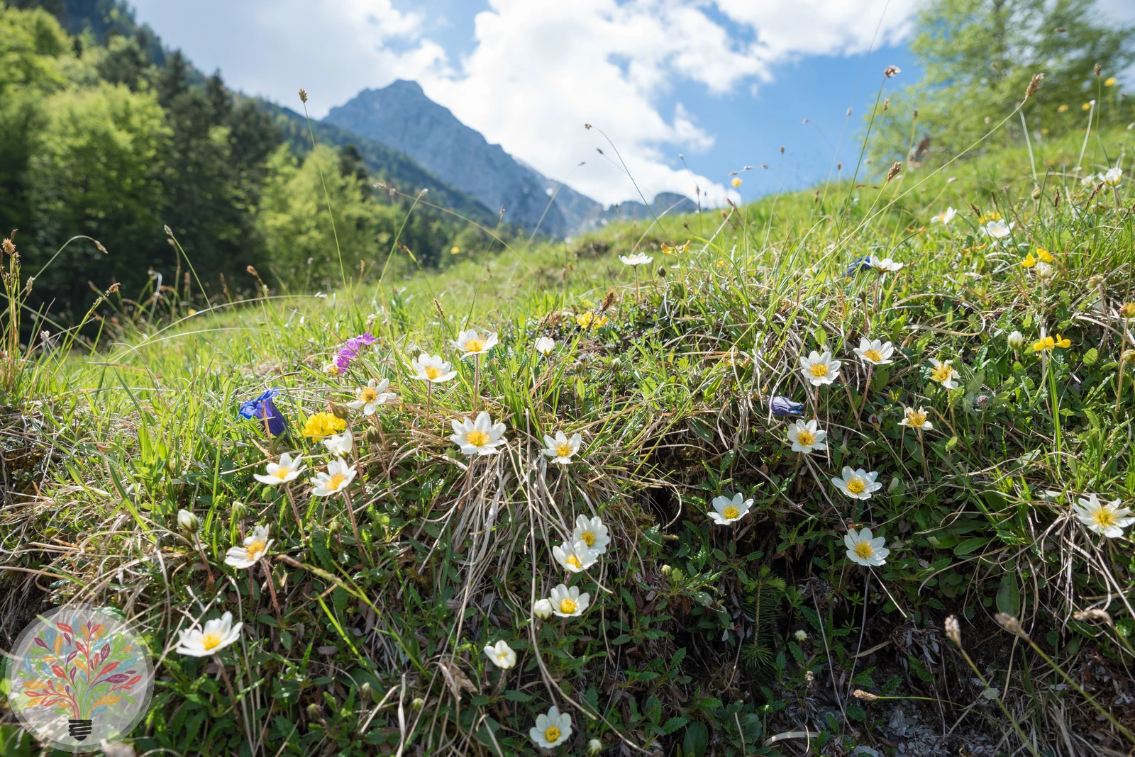 Alpen-Hahnenfuß – Bild 2 von 4