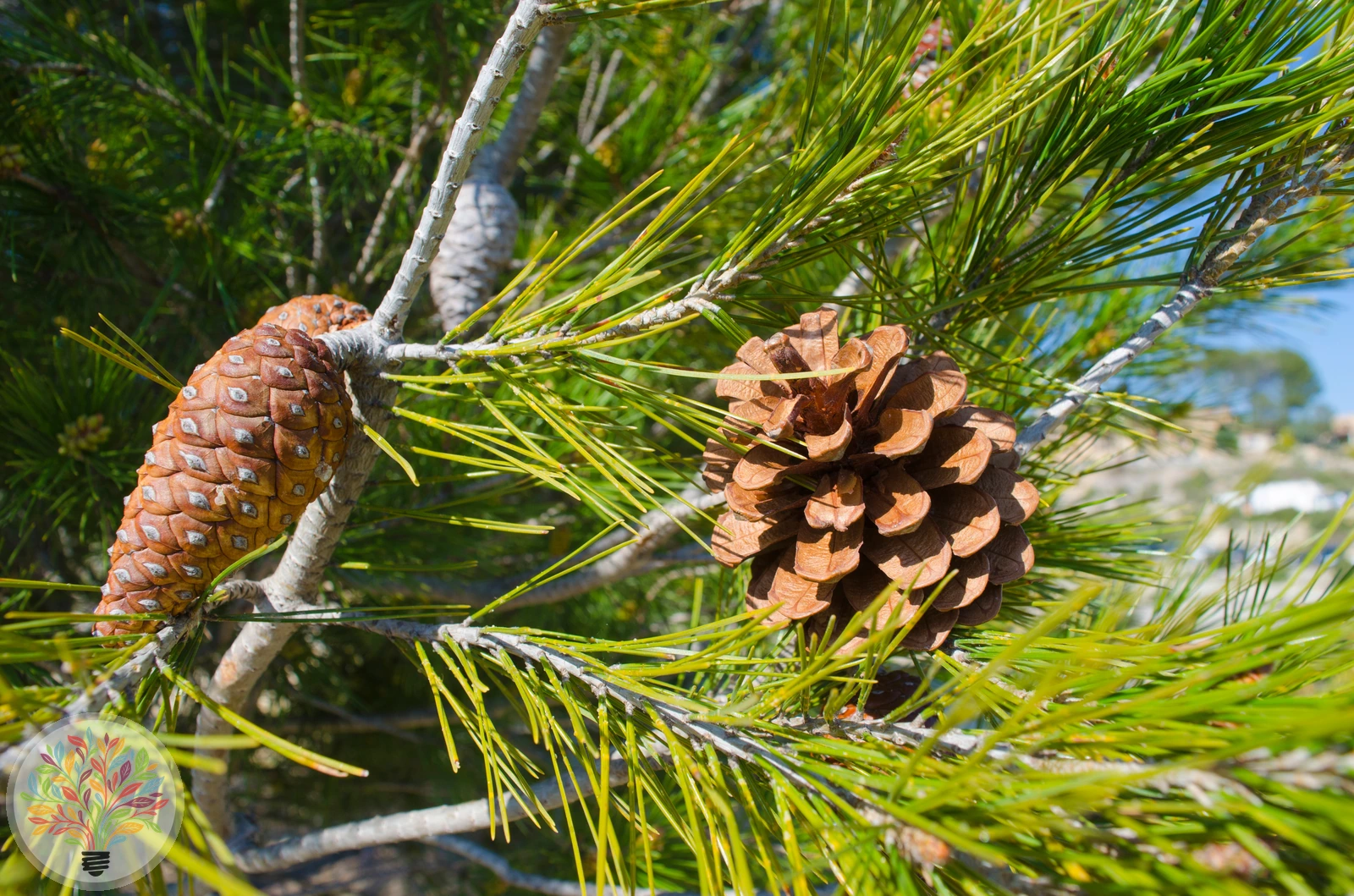 Pinus halepensis – Bild 4 von 4