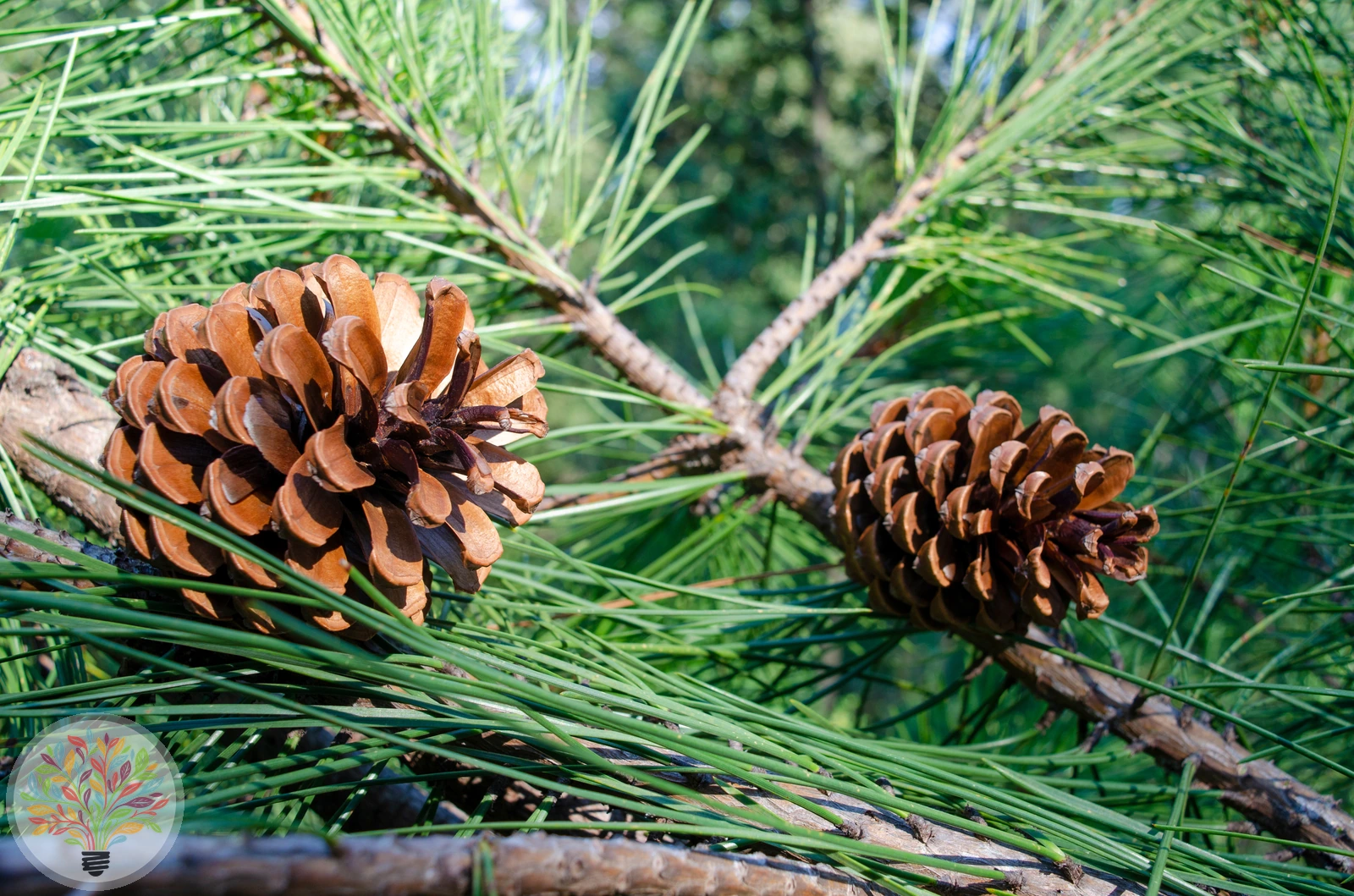 Pinus pinaster – Afbeelding 2 van 5