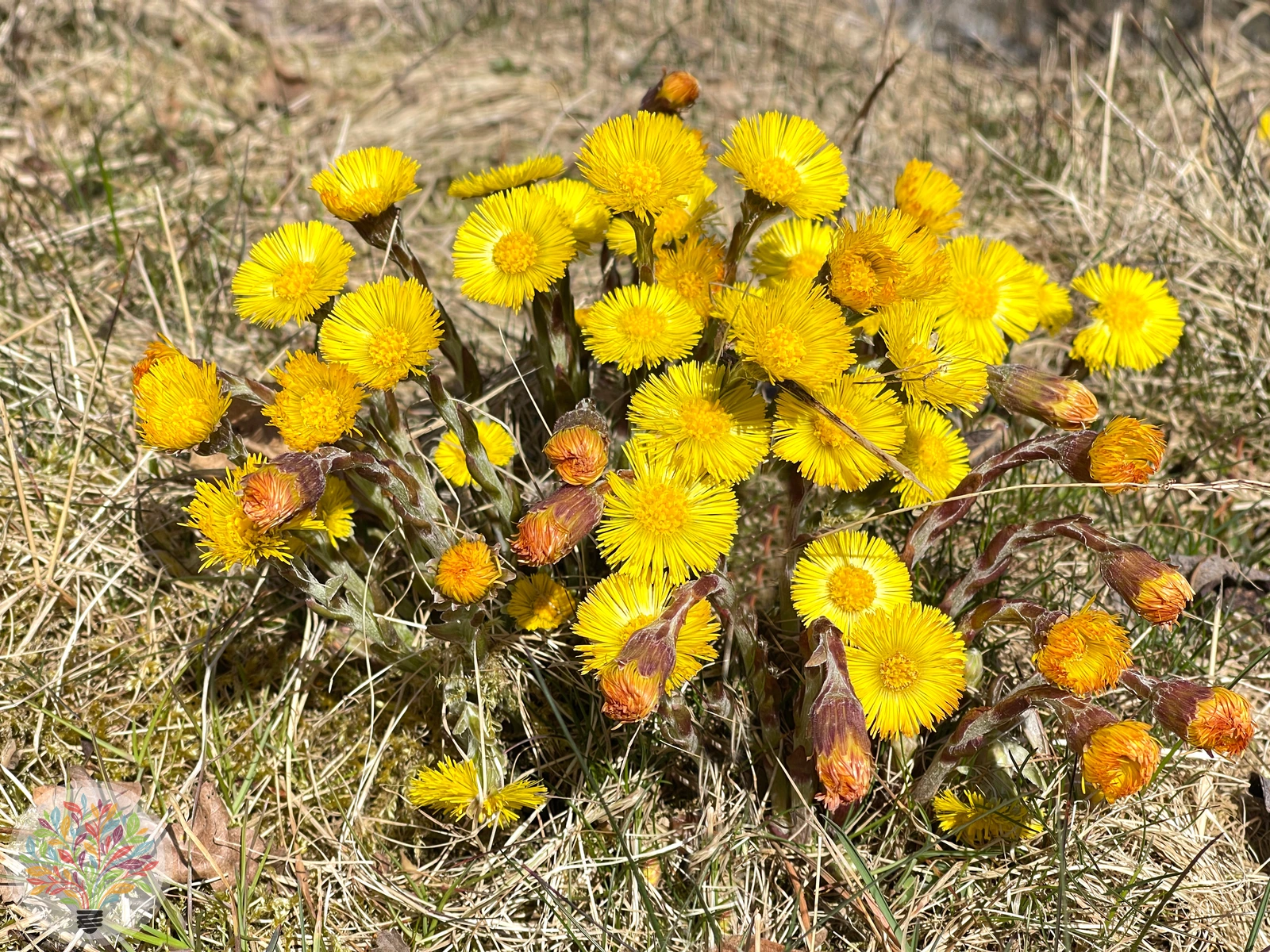 Huflattich – Bild 2 von 2