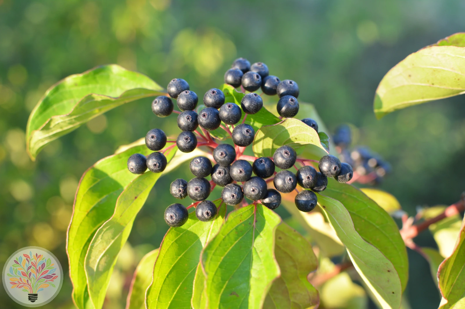 Cornus sanguinea – Bild 3 von 6