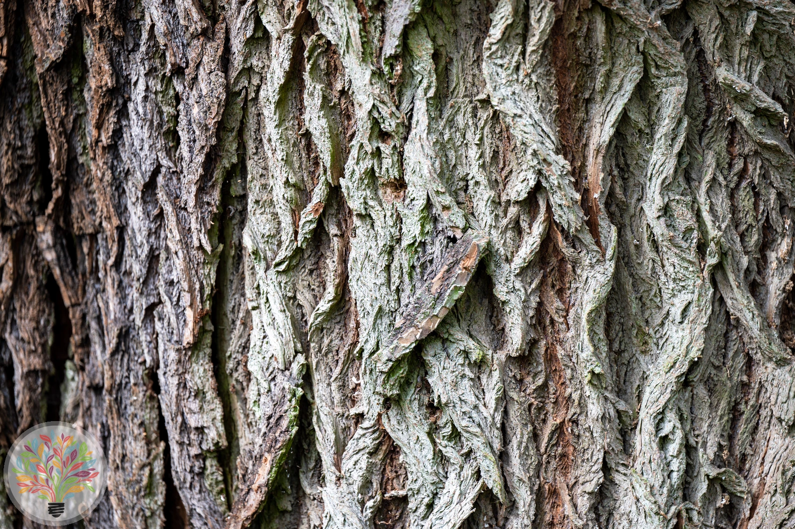 Robinia pseudoacacia – Afbeelding 8 van 9