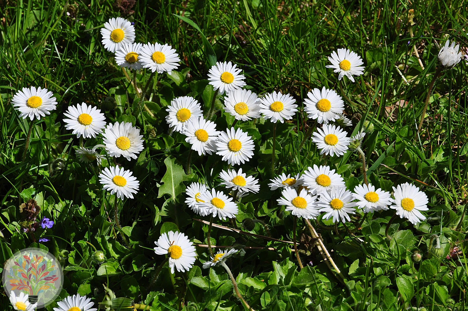Ausdauerndes Gänseblümchen – Bild