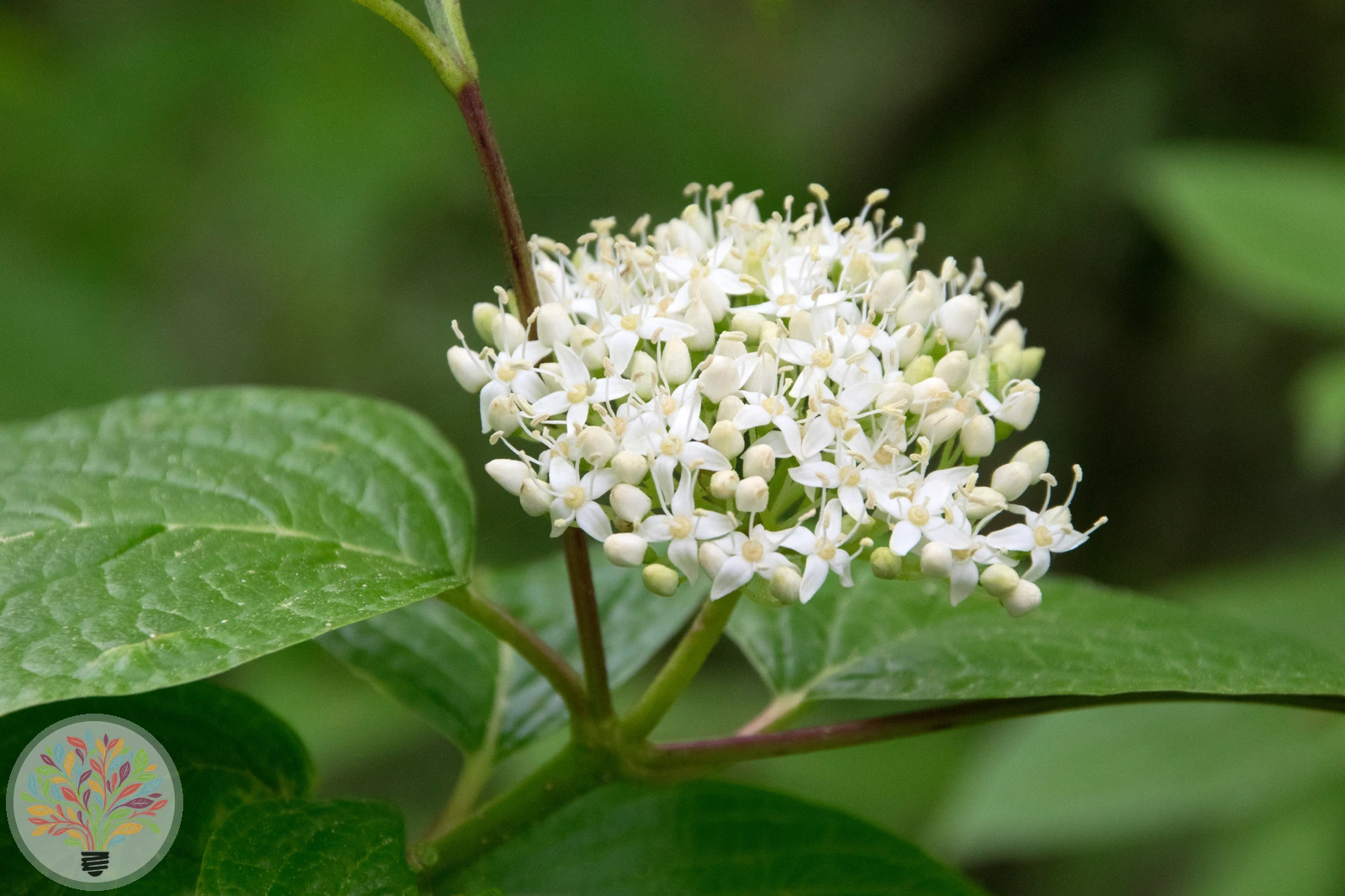 Cornus sanguinea – Bild 2 von 6