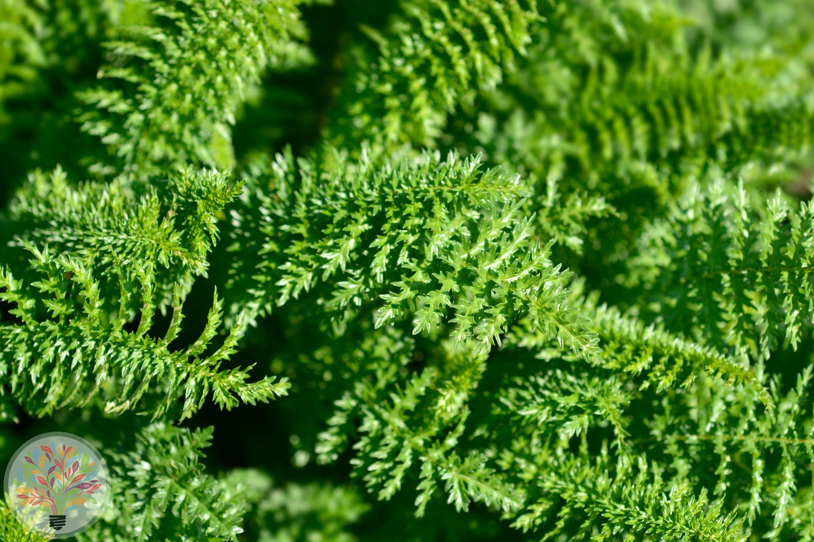 Kleines Mädesüß – Bild