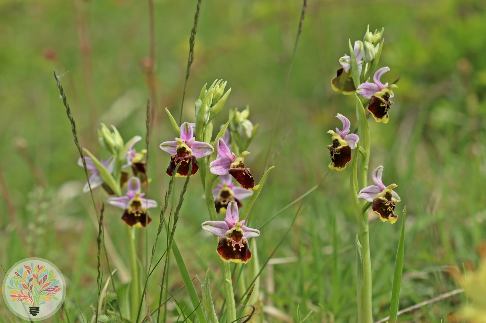Hummel-Ragwurz – Bild 1