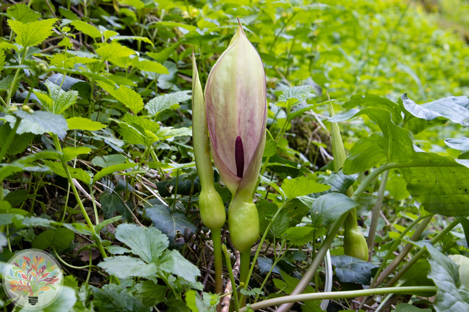 Gefleckter Aronstab – Bild