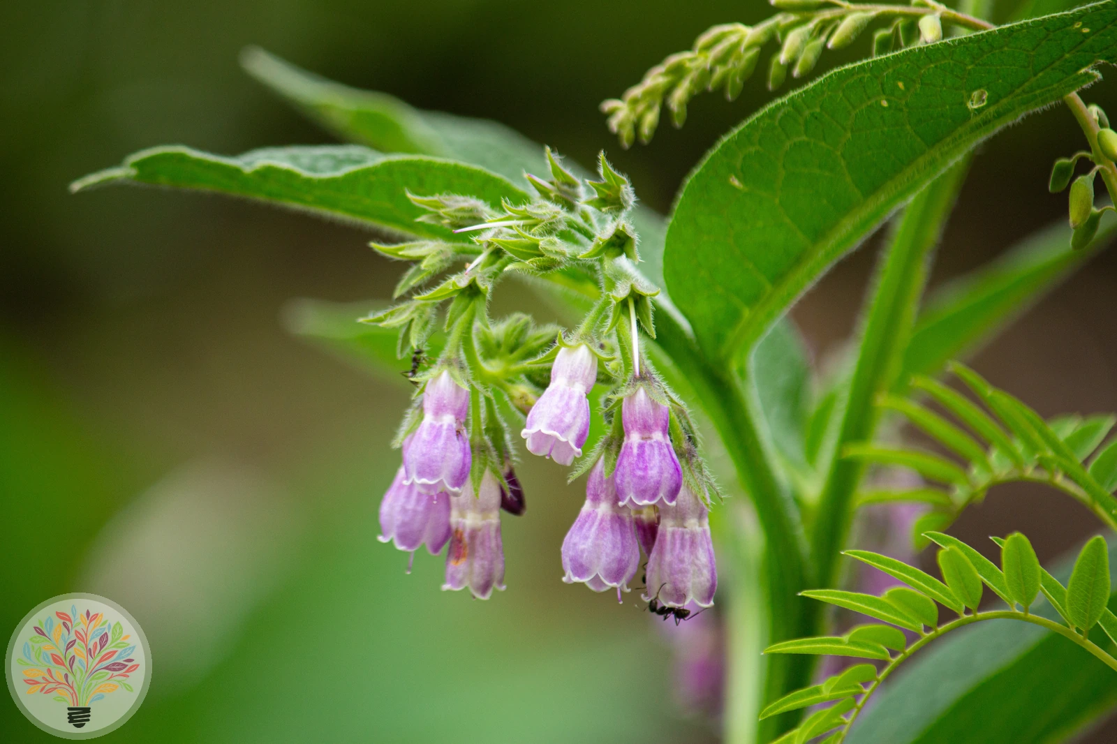 Gewöhnlicher Beinwell – Bild