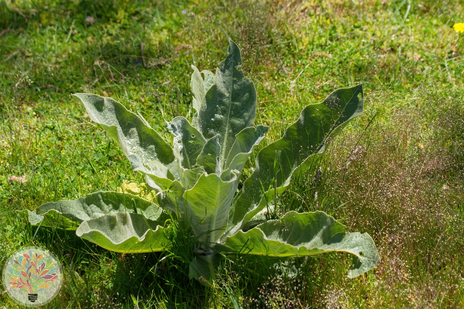 Mehlige Königskerze – Bild 3 von 3