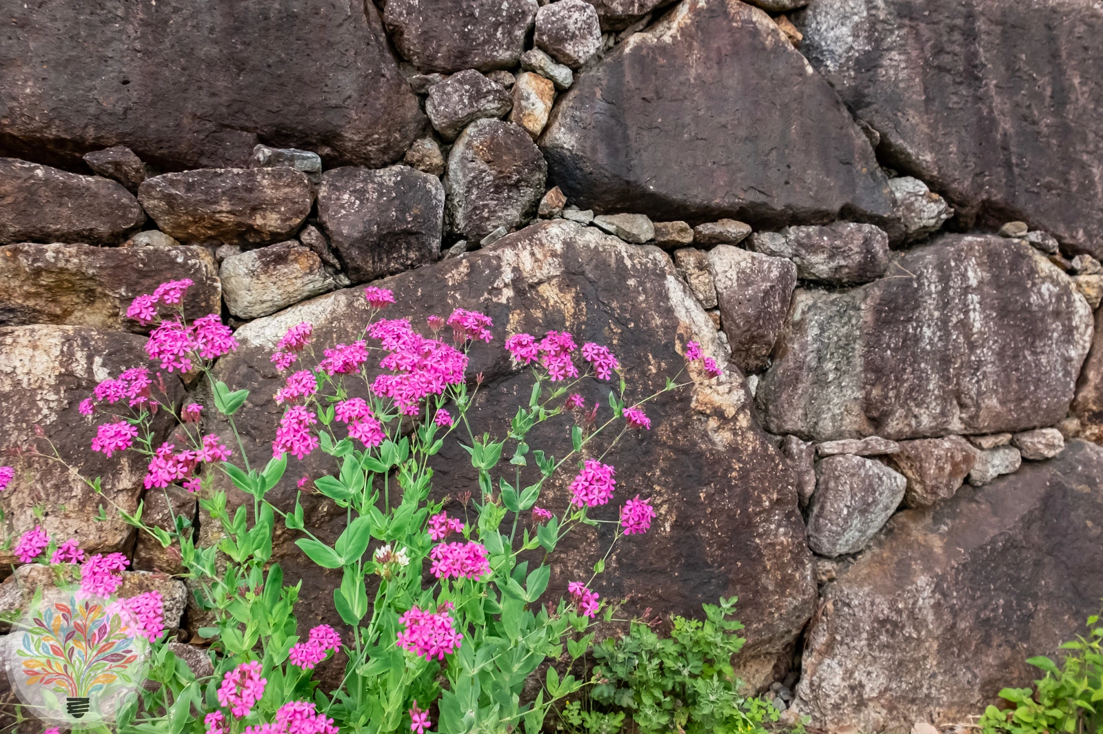 Silene armeria – Afbeelding 2 van 2