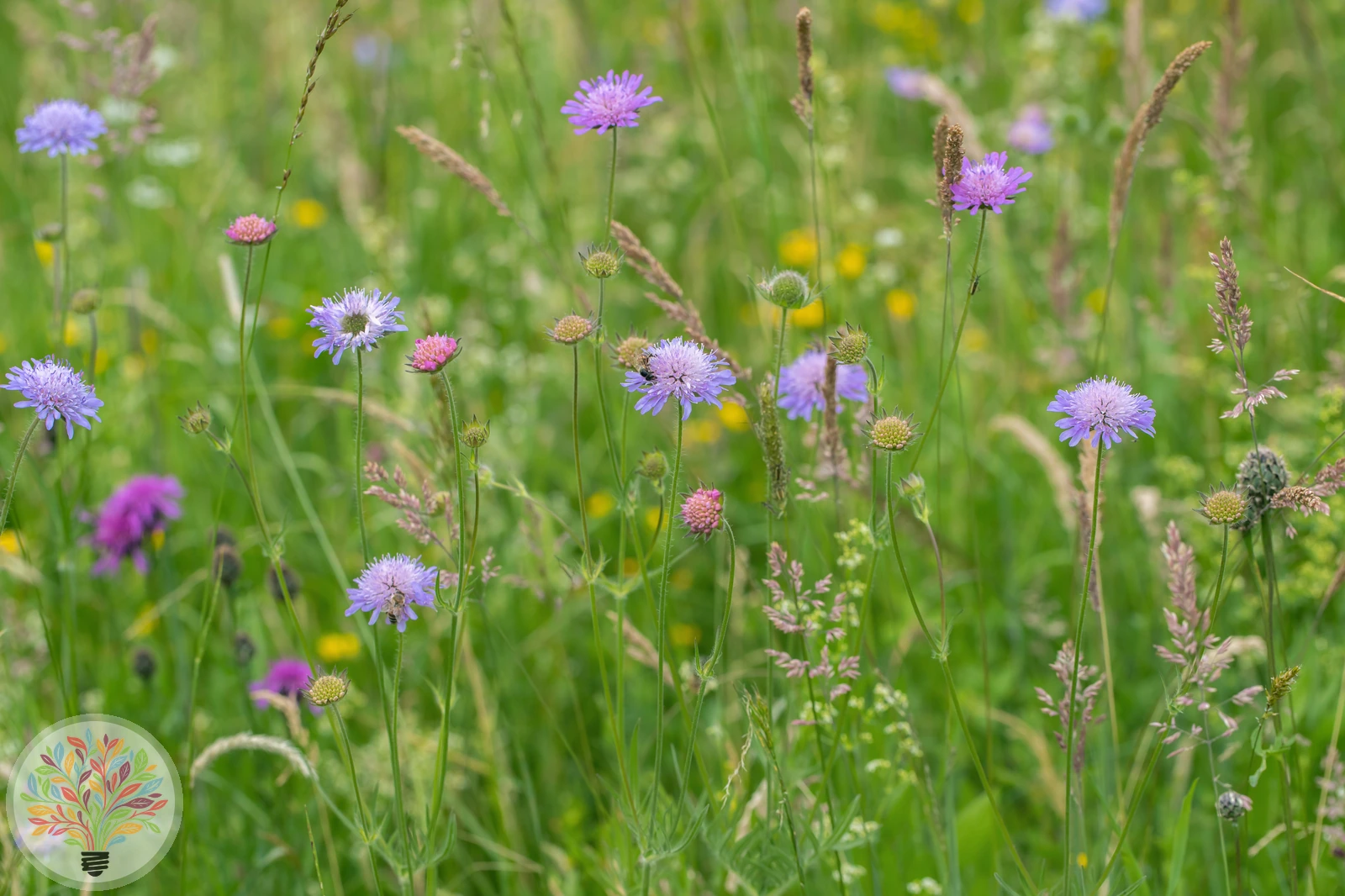 Acker-Witwenblume – Bild 1 von 3