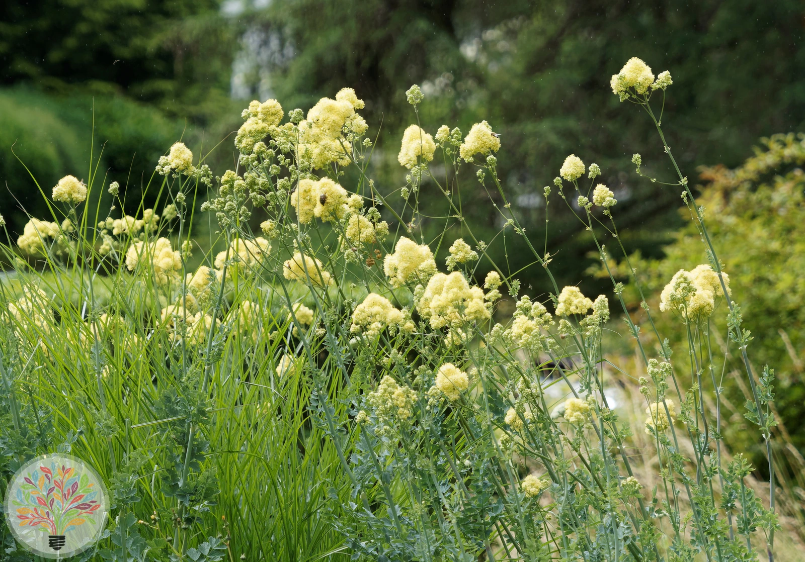 Gelbe Wiesenraute – Bild 4 von 4