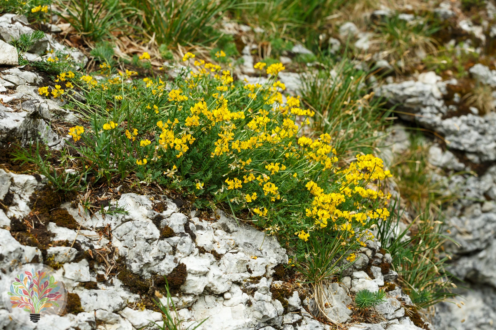 Hufeisenklee – Bild 3 von 3