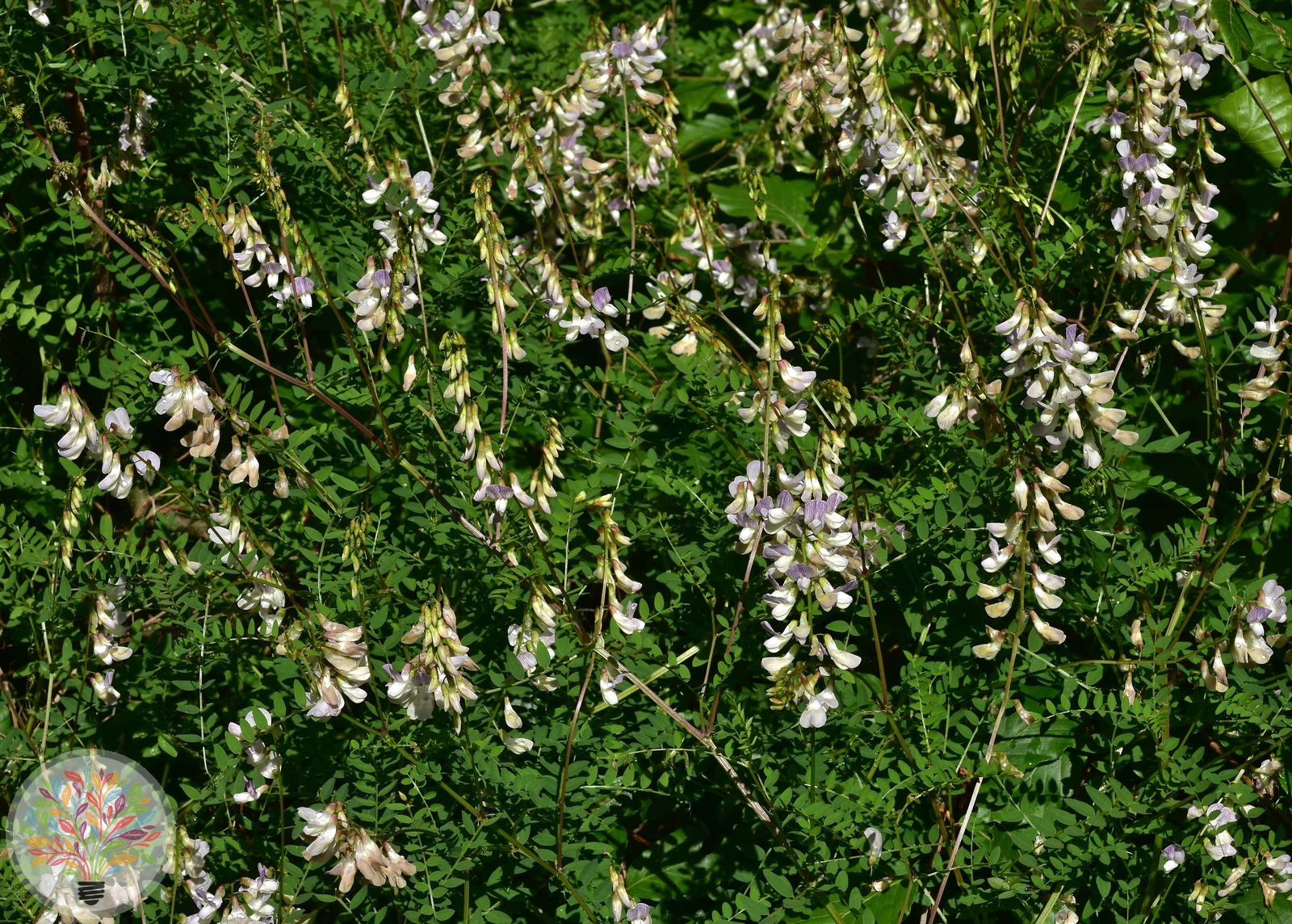 Wald-Wicke – Bild 2 von 2
