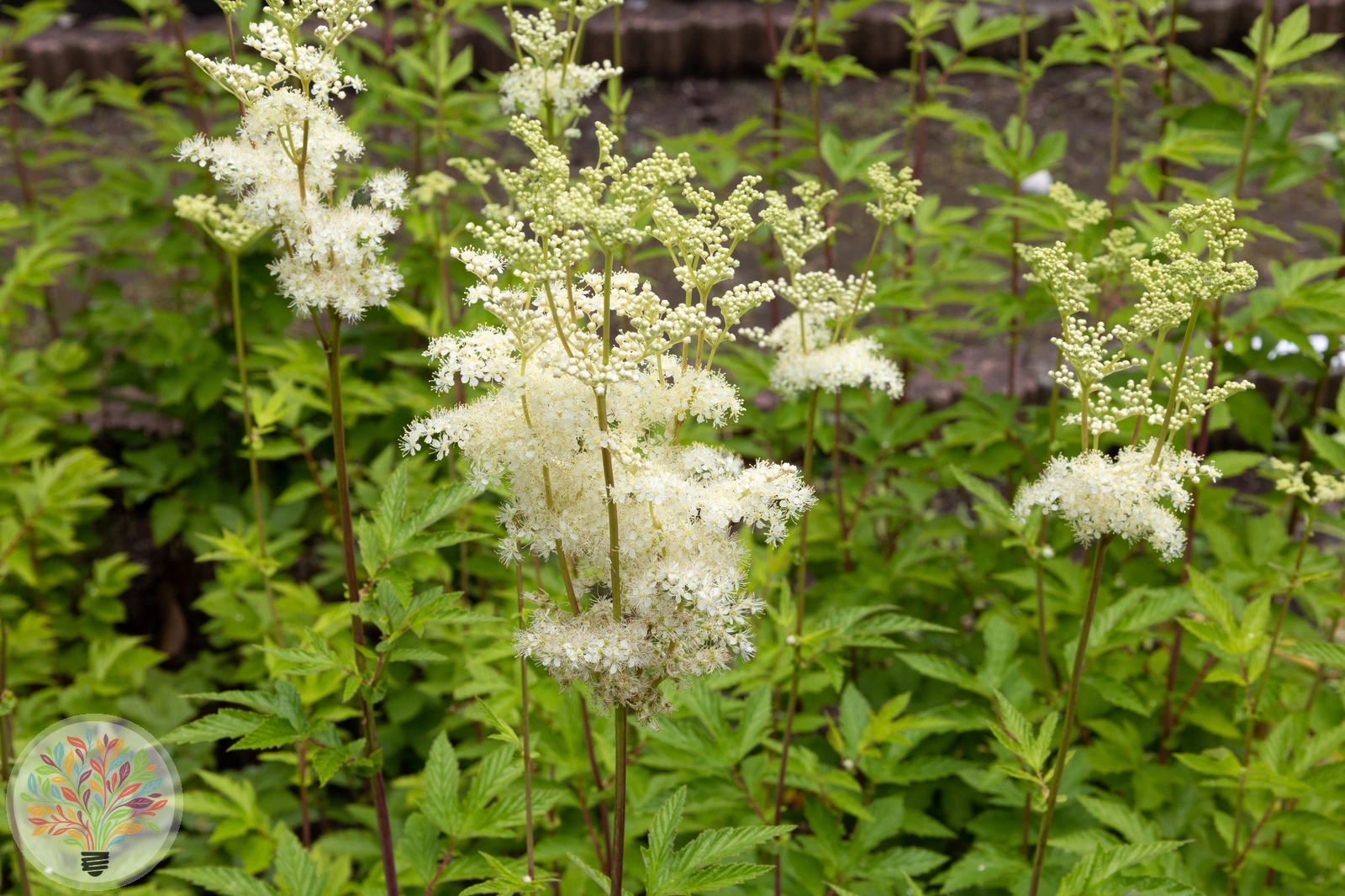 Echtes Mädesüß – Bild 3 von 3