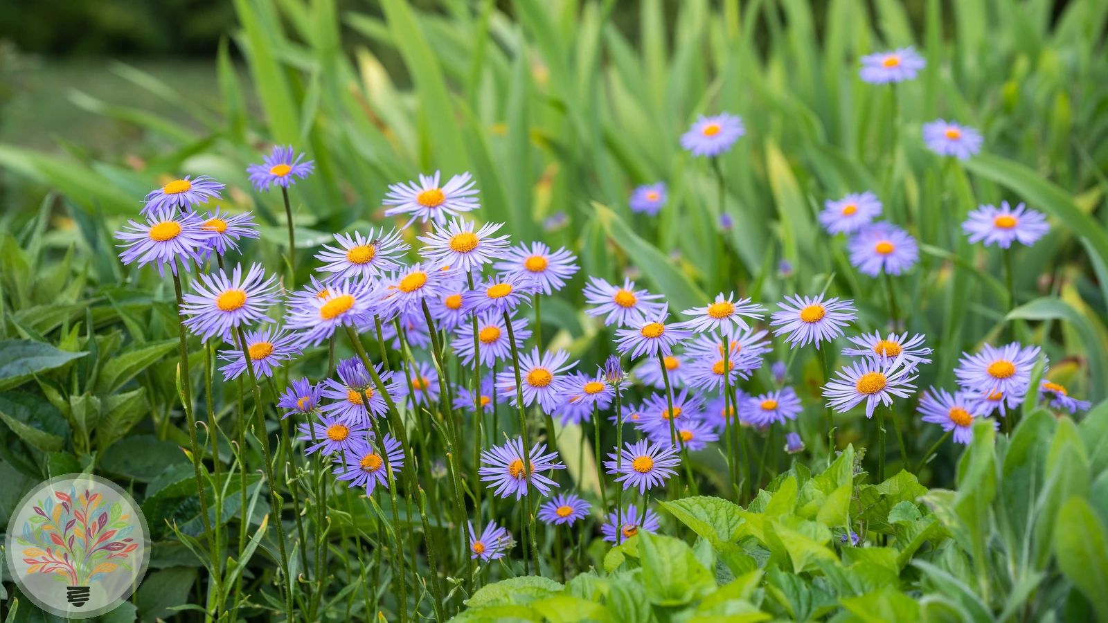 Alpen-Aster