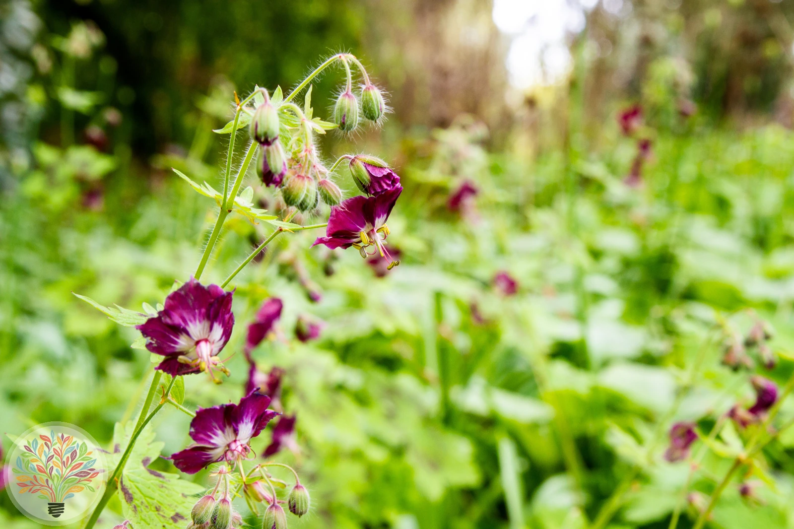 Brauner Storchschnabel – Bild 2 von 2