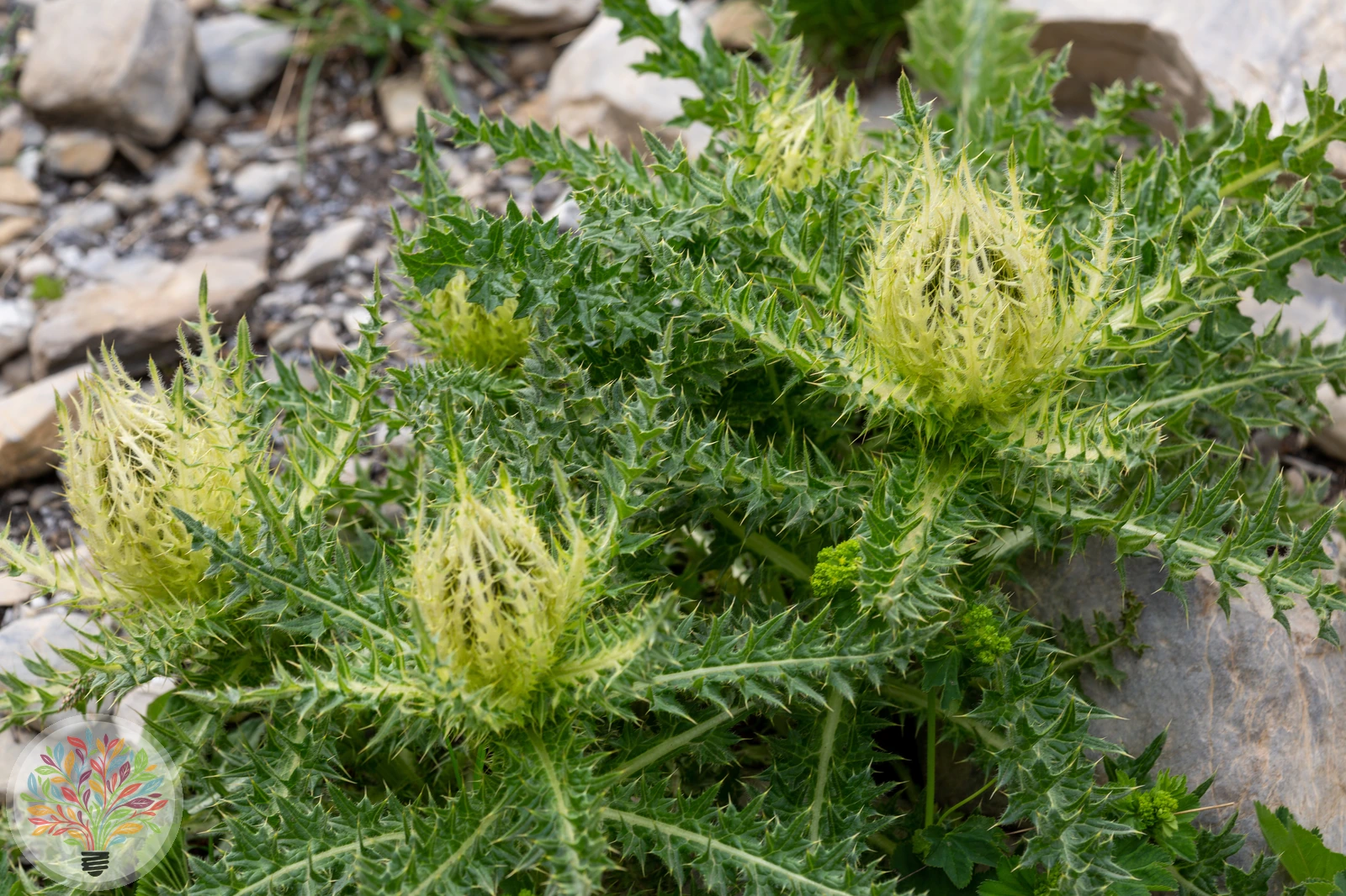 Alpen-Kratzdistel – Bild 1 von 4