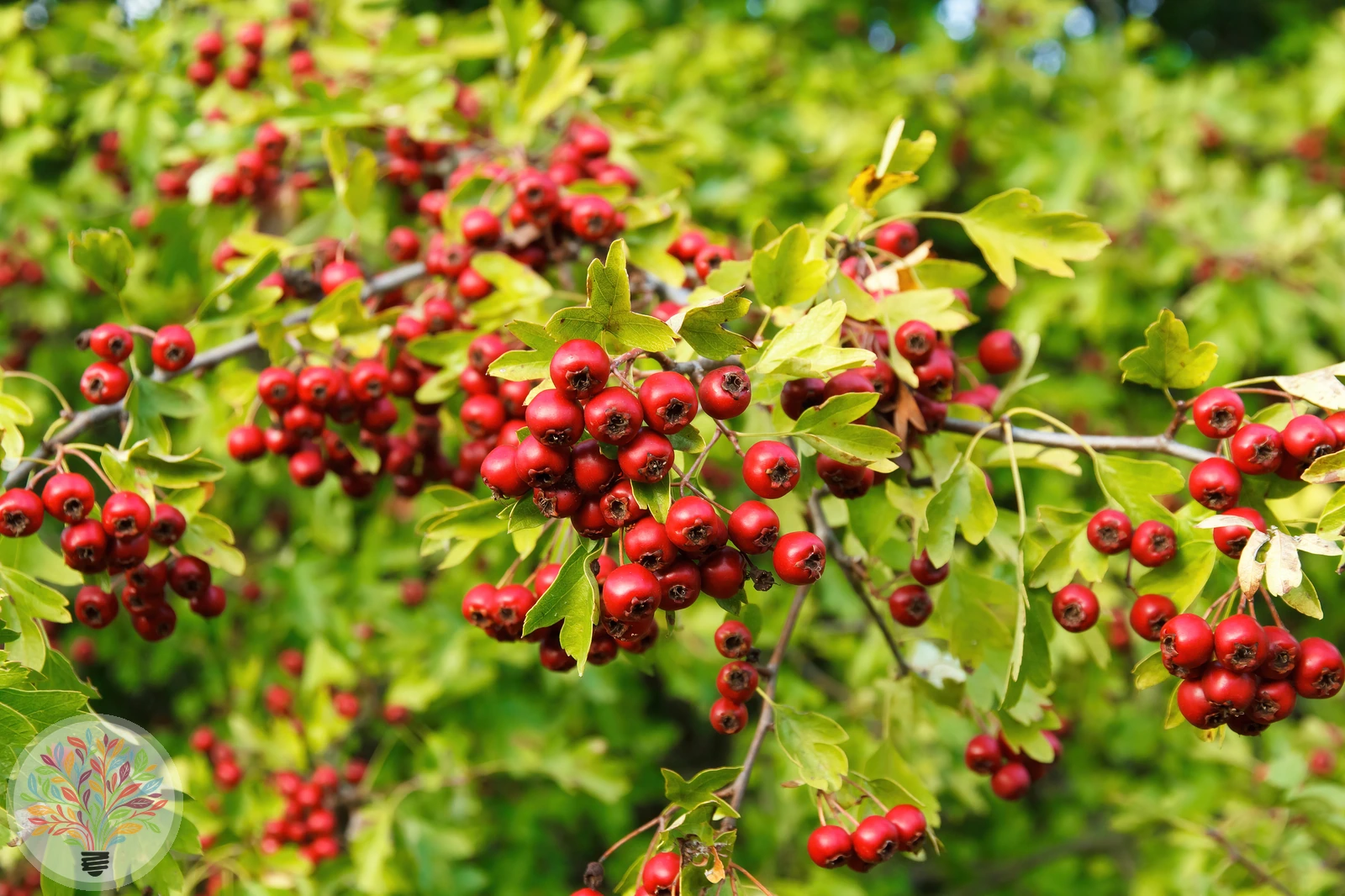 Crataegus monogyna x rhipidophylla – Bild