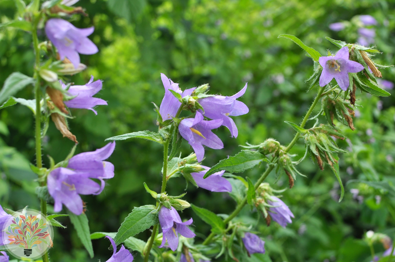 Bologneser Glockenblume – Bild 3 von 3