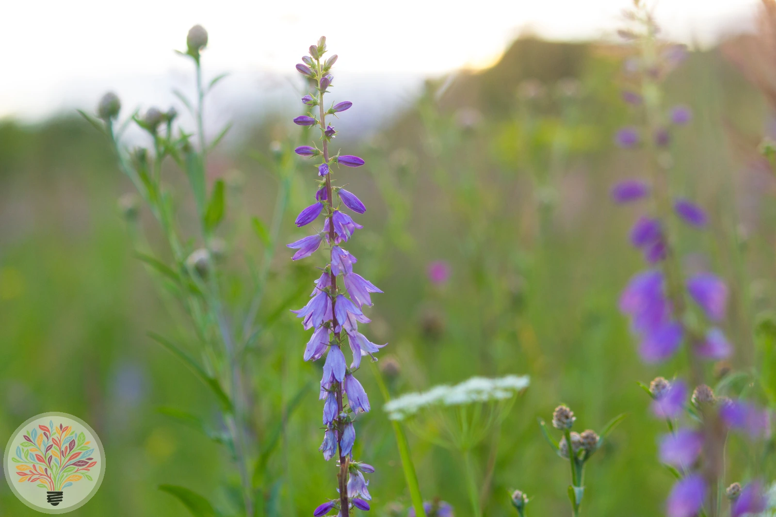 Bologneser Glockenblume – Bild 2 von 3